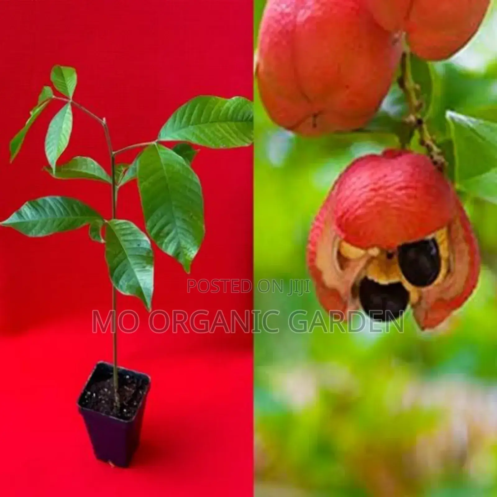 Ackee Fruit Plant Seedling
