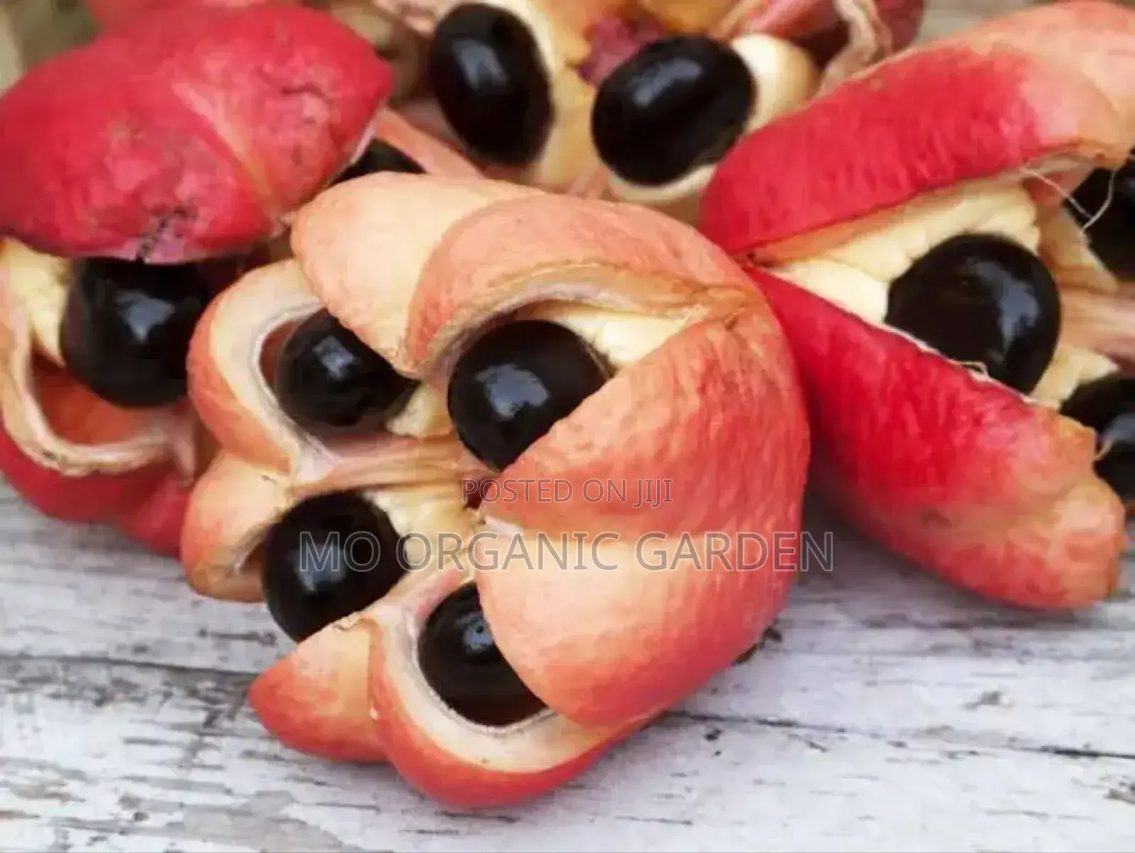 Ackee Fruit Plant Seedling