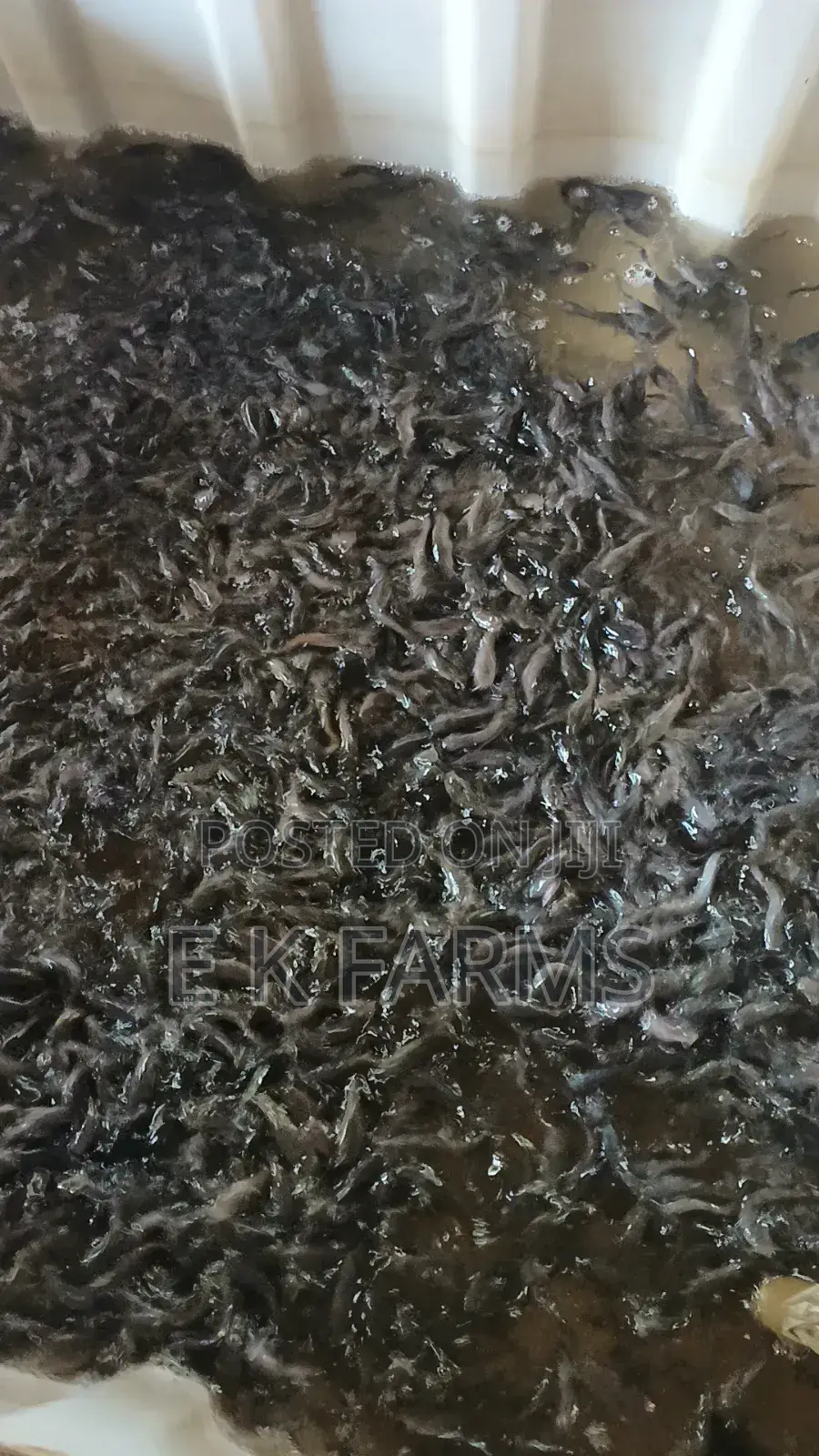 Fast Growing Catfish Juveniles Fingerlings Available In Stock