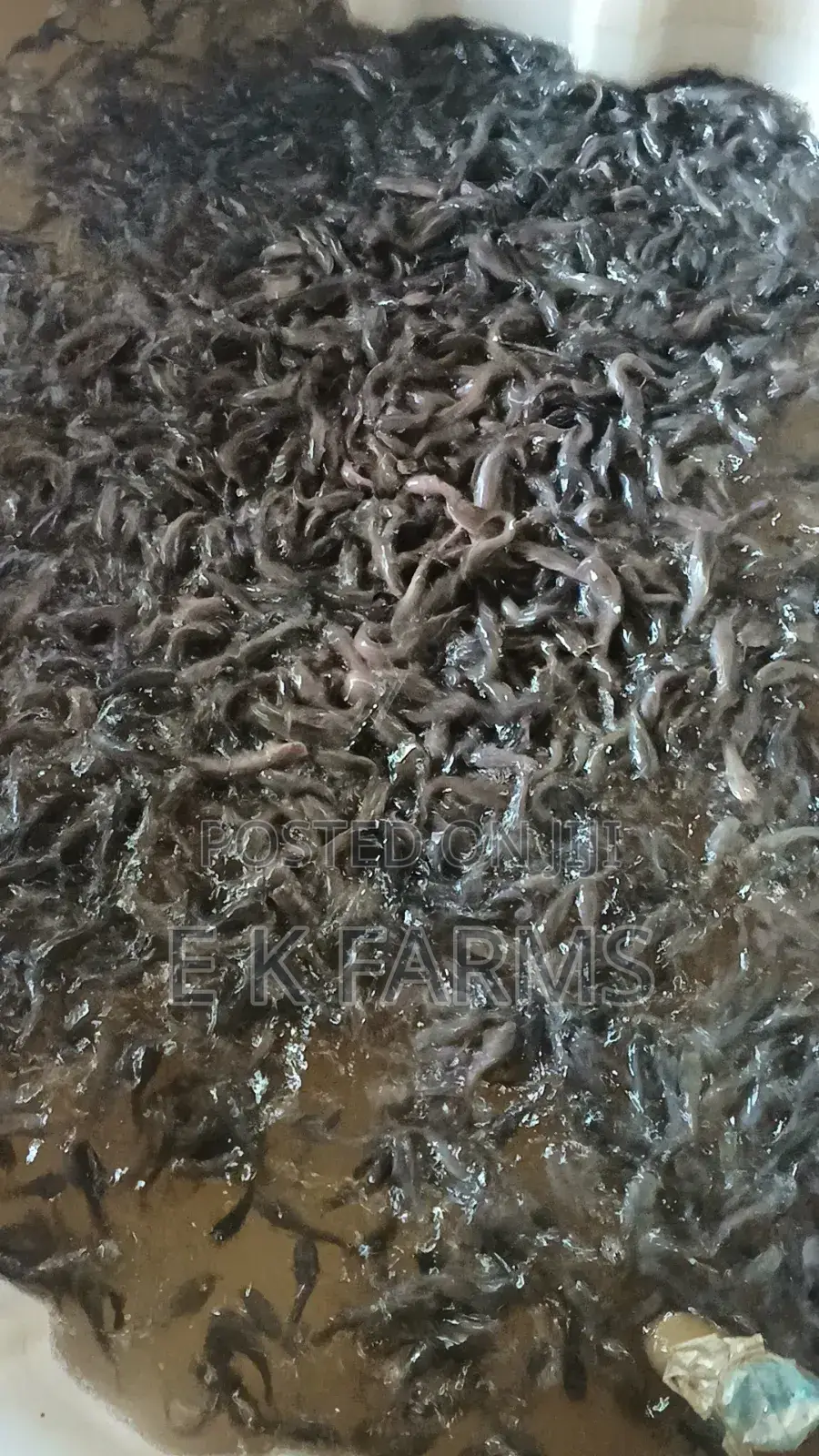 Fast Growing Catfish Juveniles Fingerlings Available In Stock