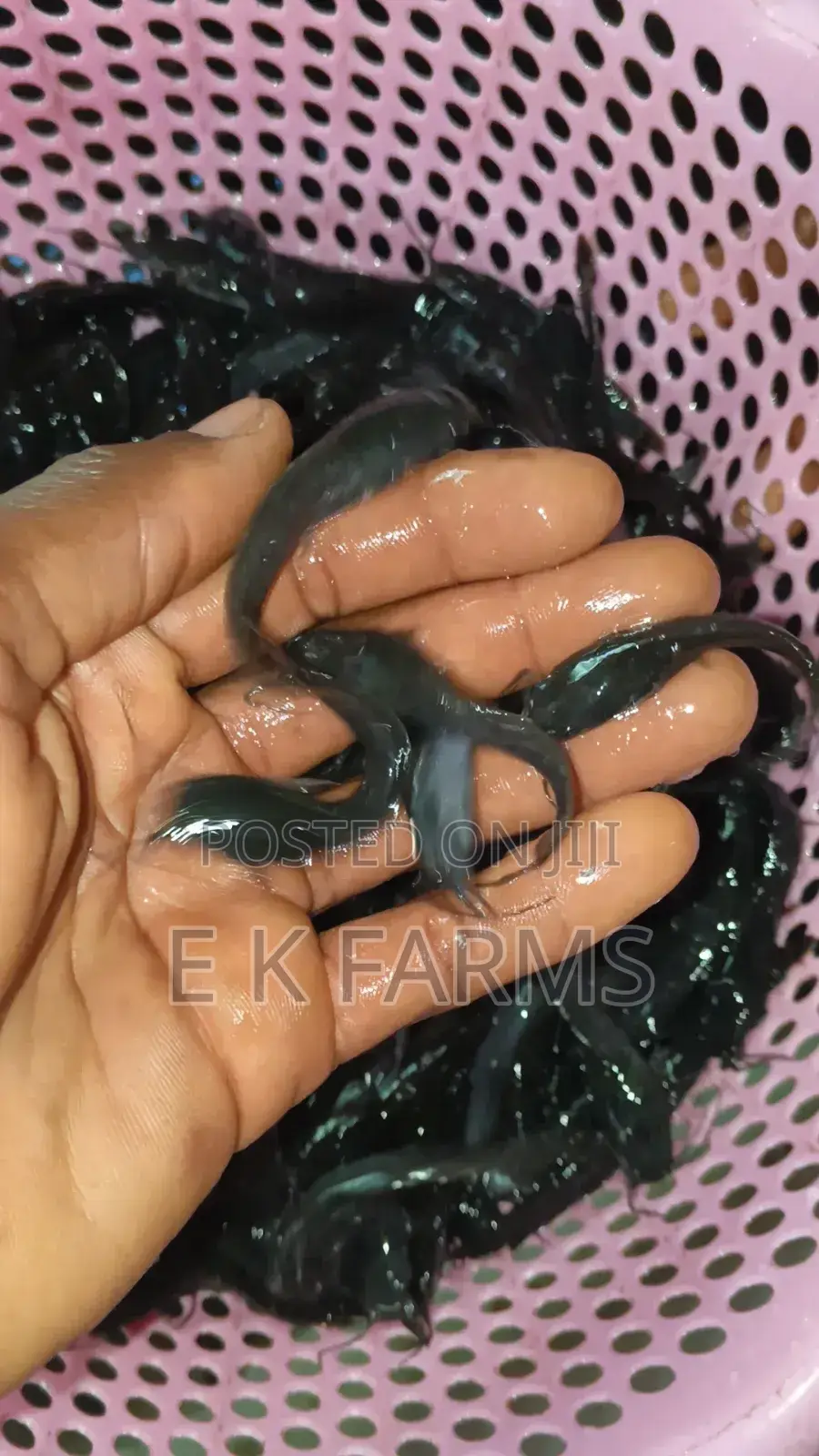 Fast Growing Catfish Juveniles Fingerlings Available In Stock