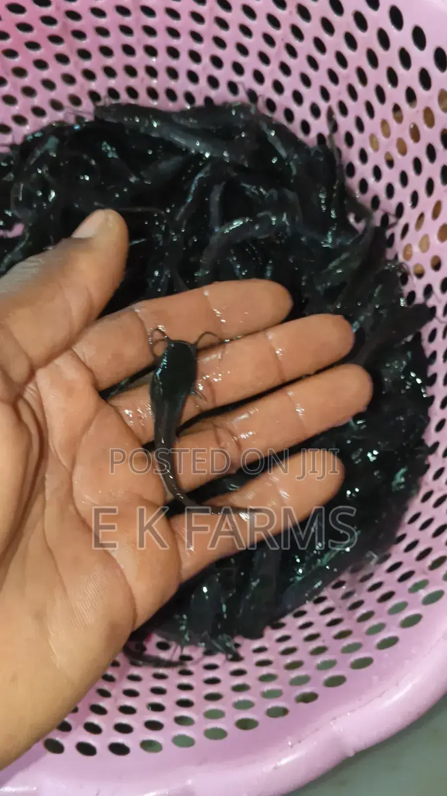 Fast Growing Catfish Juveniles Fingerlings Available In Stock