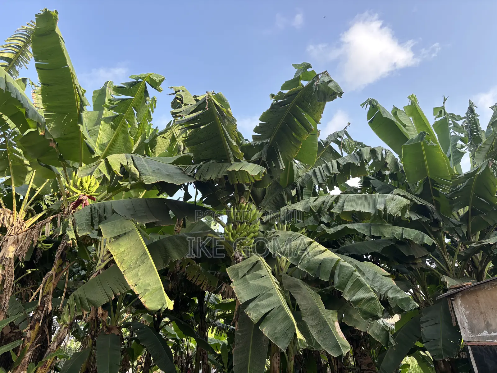 Fresh Plantain