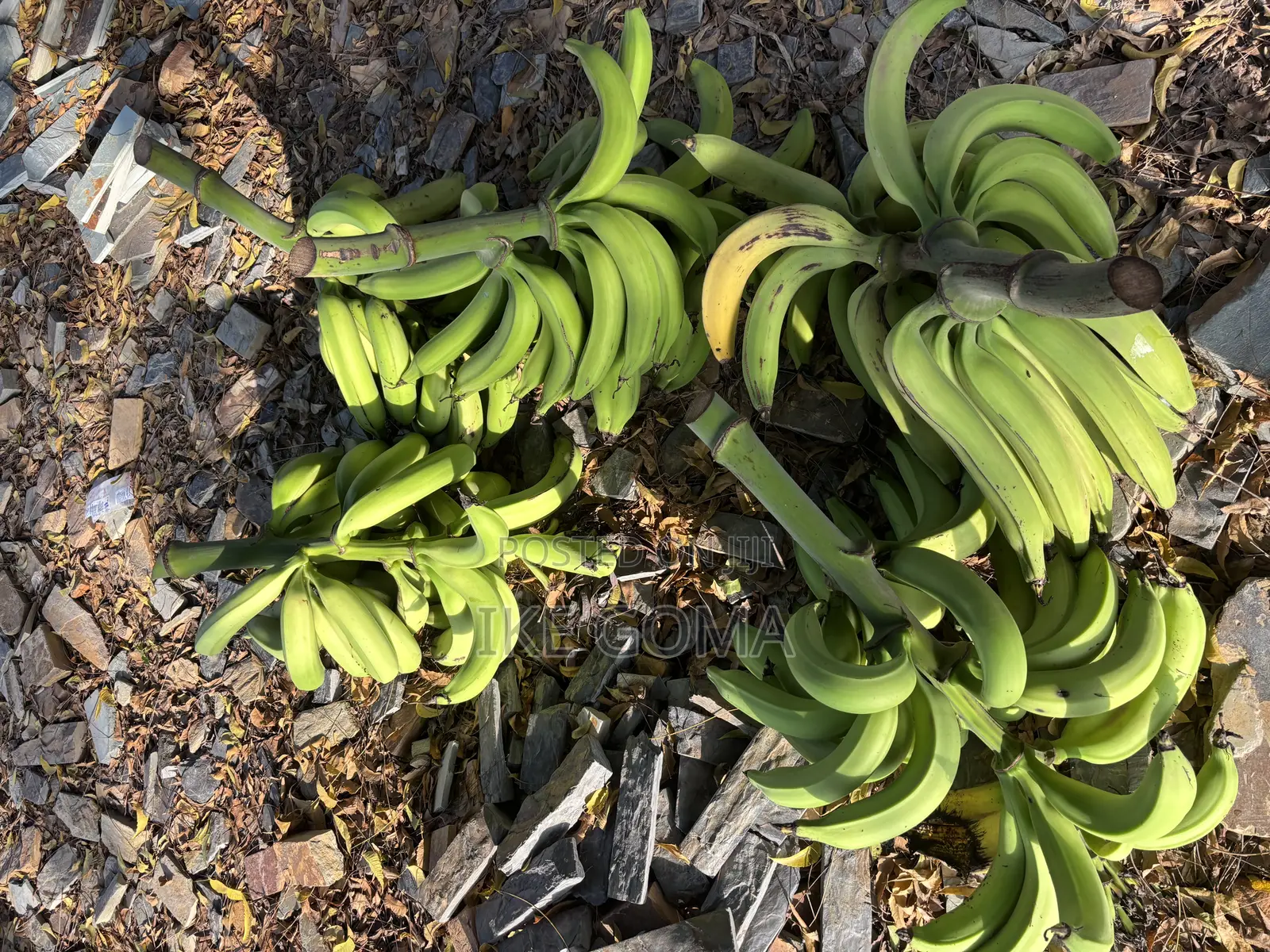 Fresh Plantain