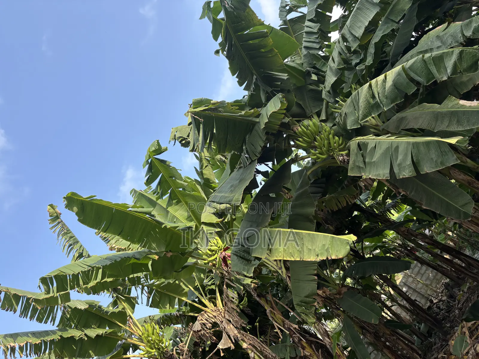 Fresh Plantain