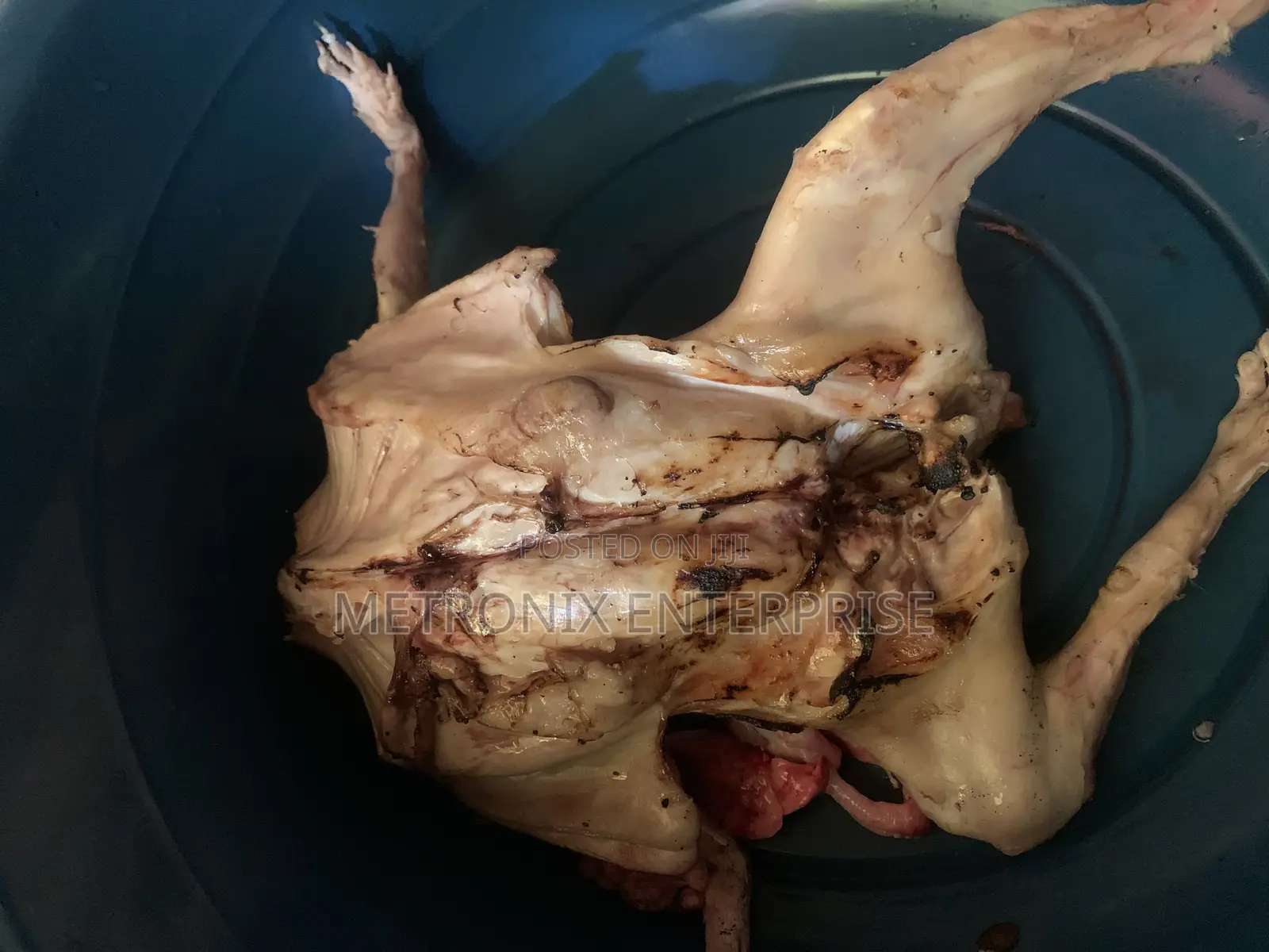Meat Rabbits