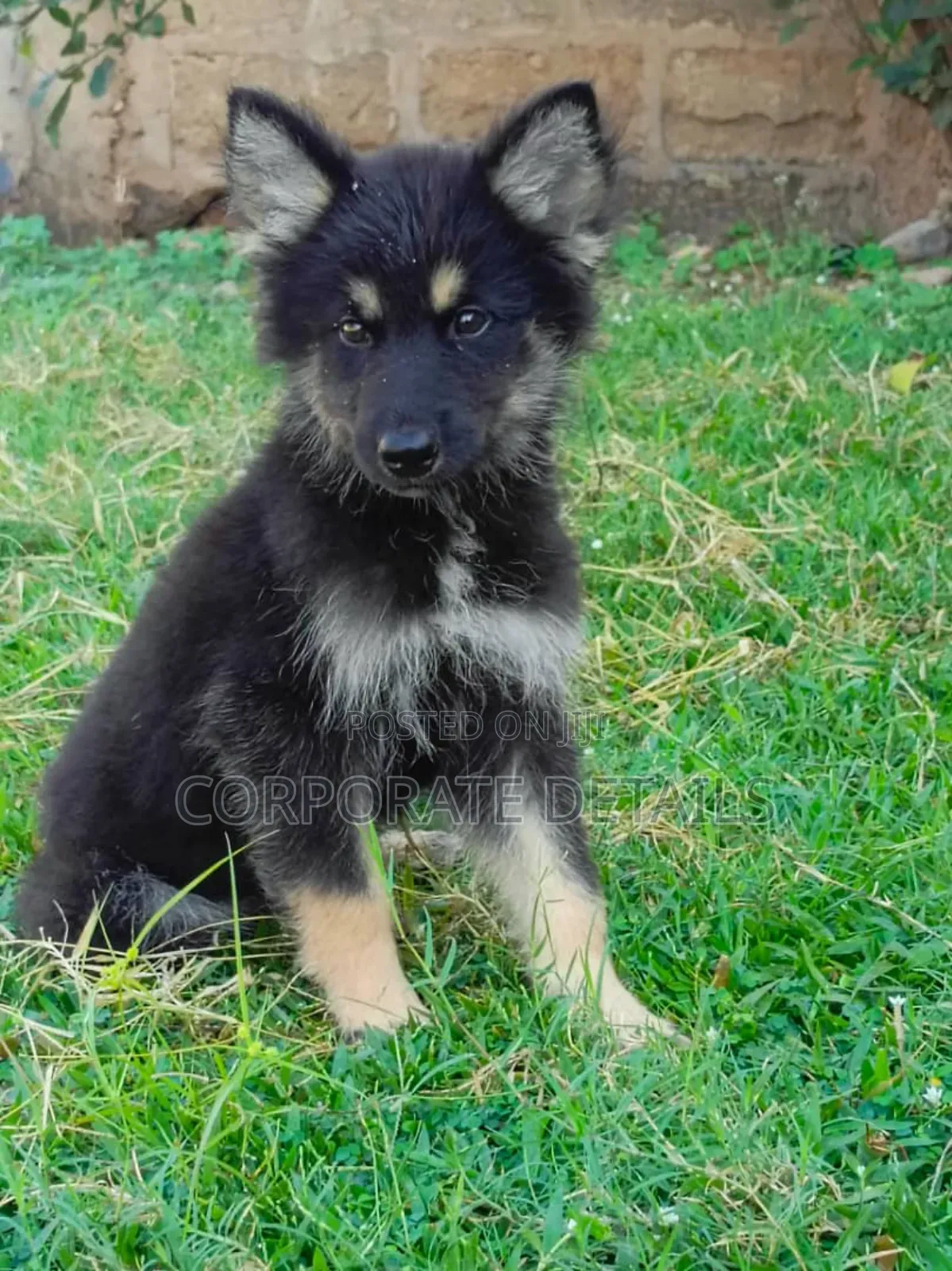 1-3 months Male Purebred German Shepherd