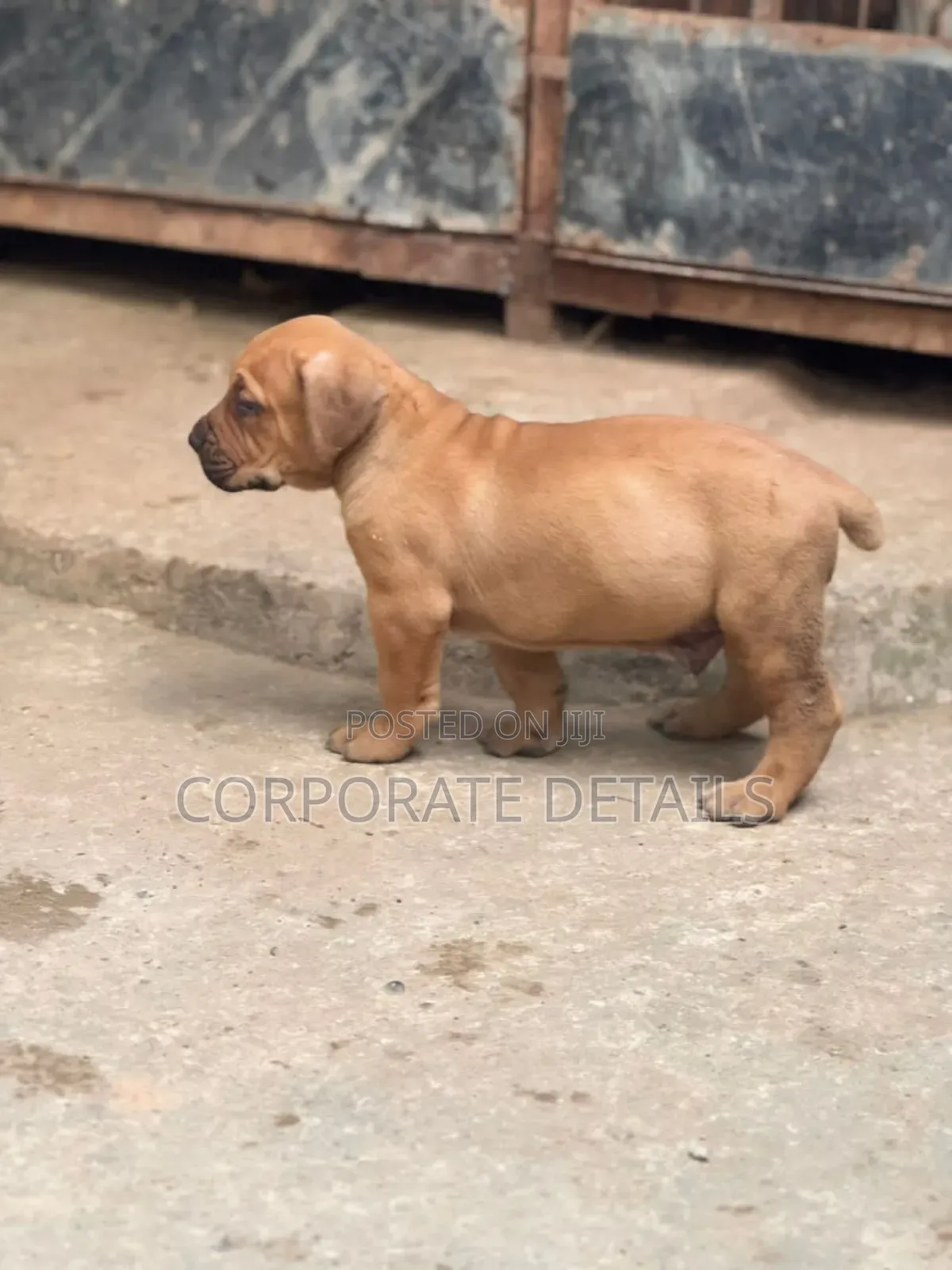 1+ year Male Purebred Boerboel