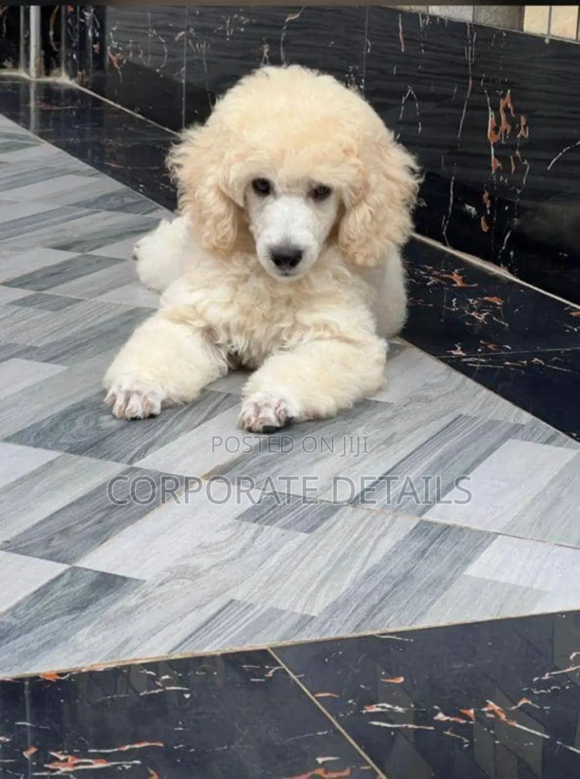 3-6 months Female Purebred Poodle