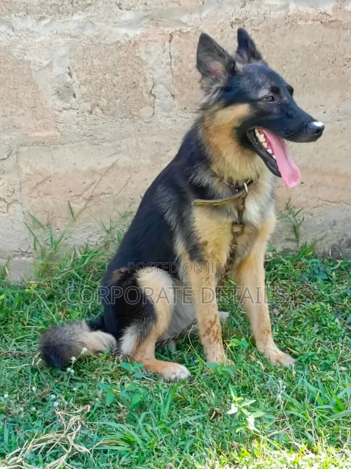 6-12 months Female Purebred German Shepherd