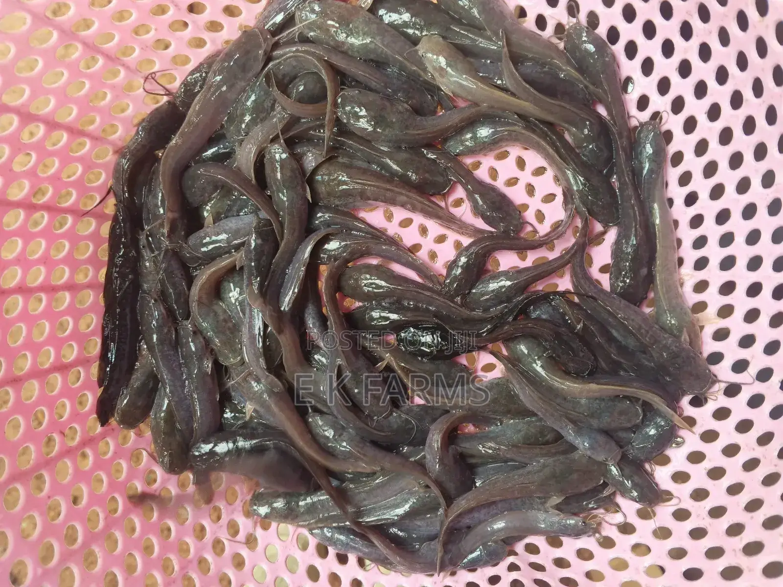 Catfish Juveniles,Fingerlings and Jumbo Size Available