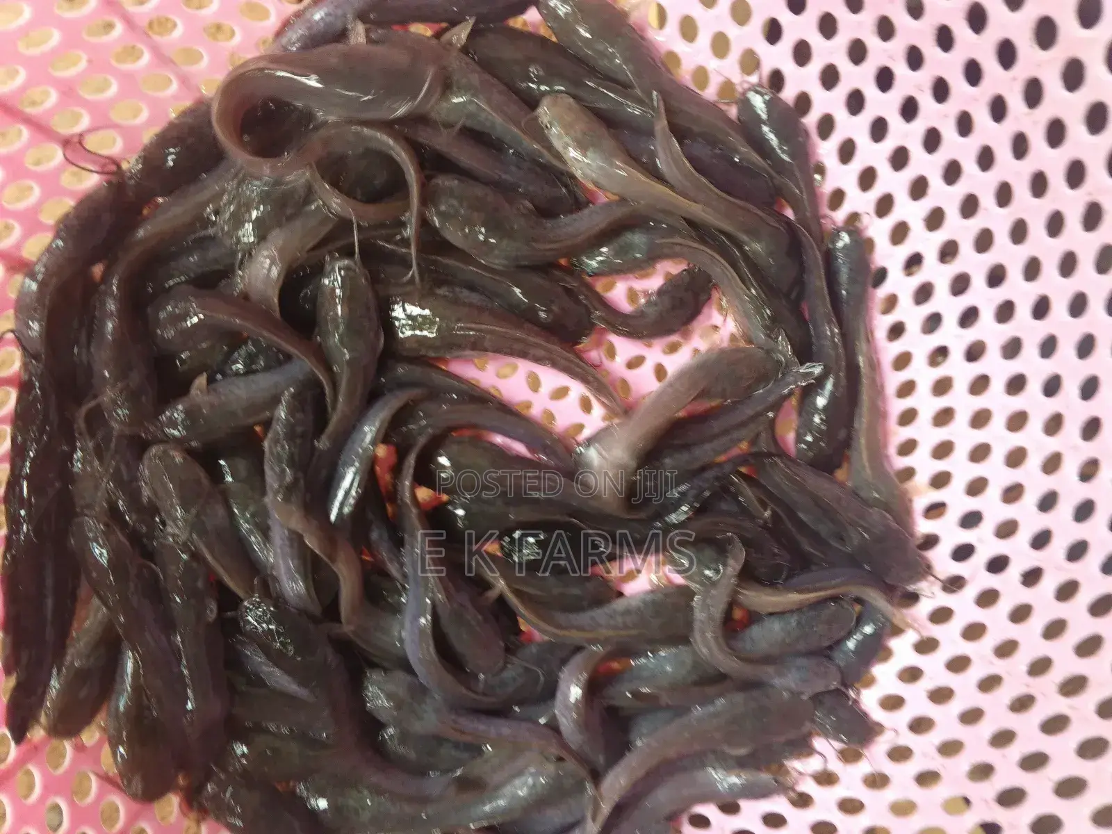 Catfish Juveniles,Fingerlings and Jumbo Size Available