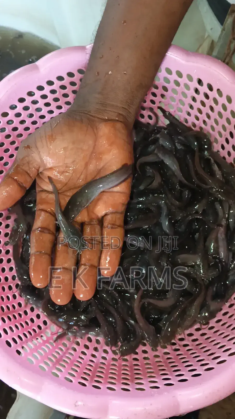 Catfish Juveniles,Fingerlings and Jumbo Size Available
