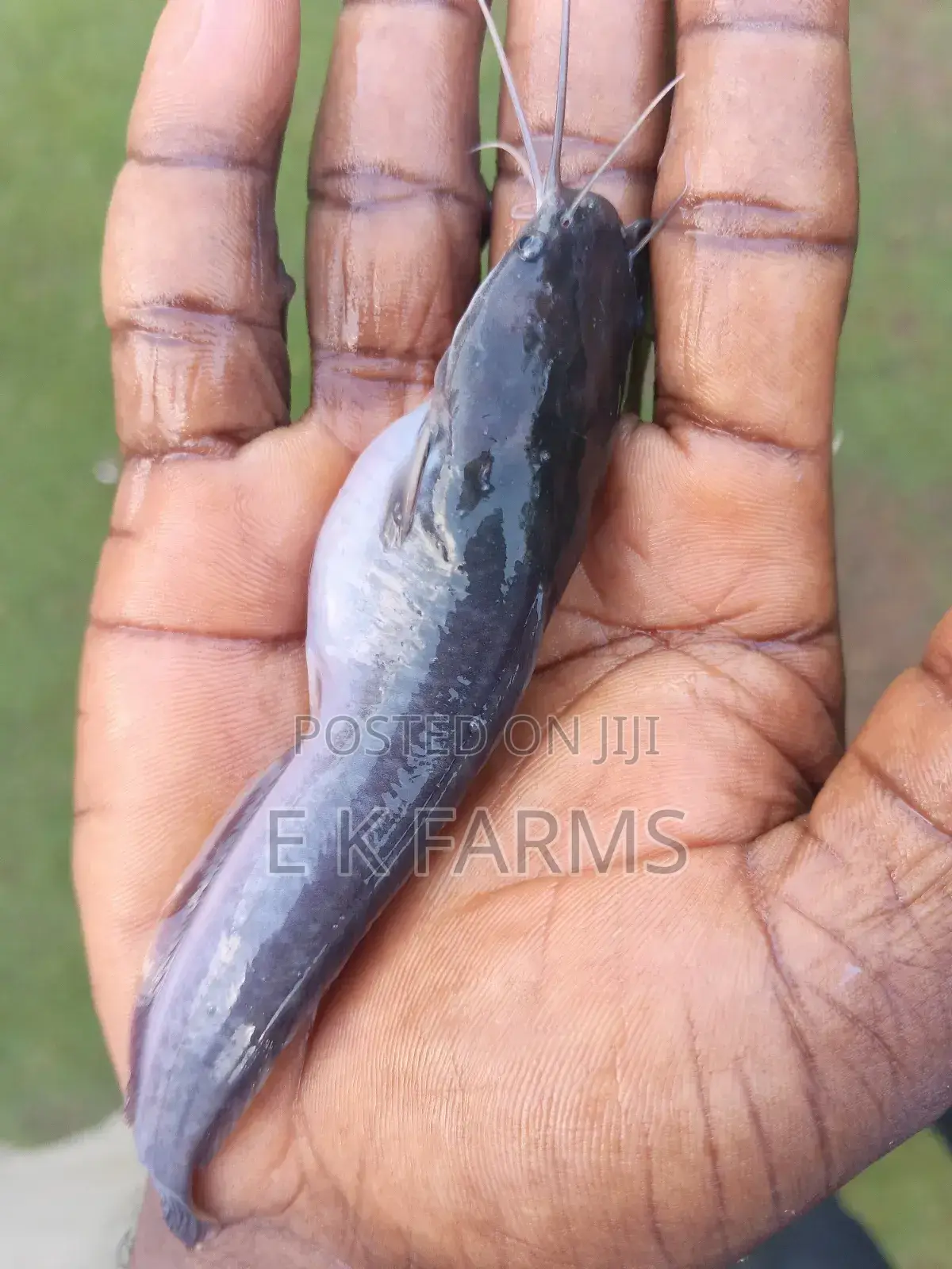 Catfish Juveniles,Fingerlings and Jumbo Size Available