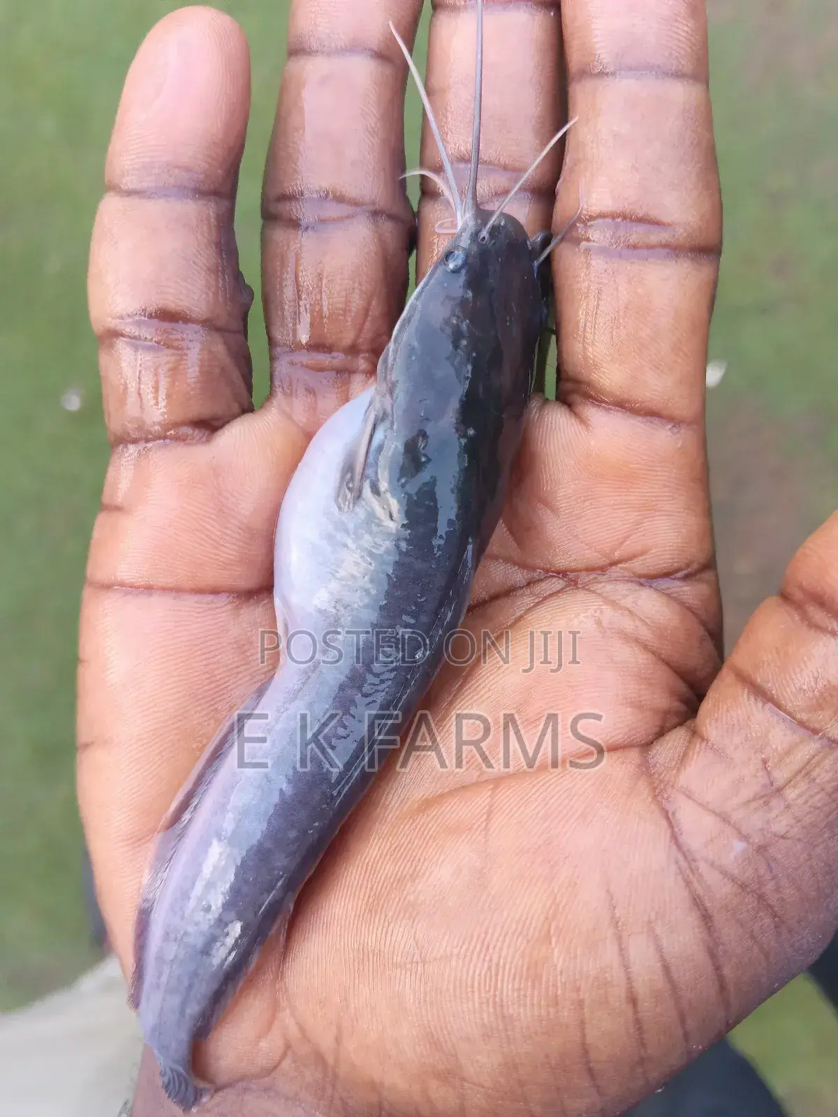 Catfish Juveniles,Fingerlings and Jumbo Size Available