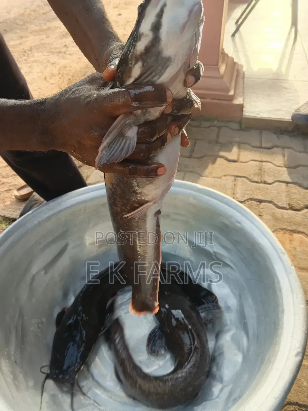Broodstock Catfish