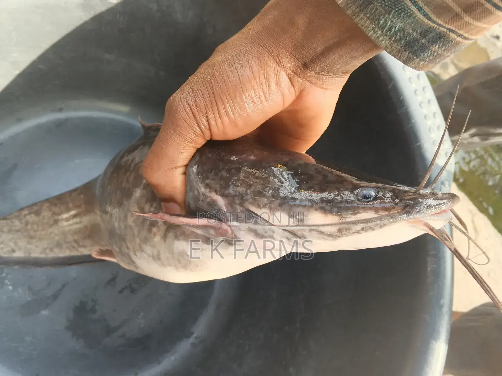 Broodstock Catfish