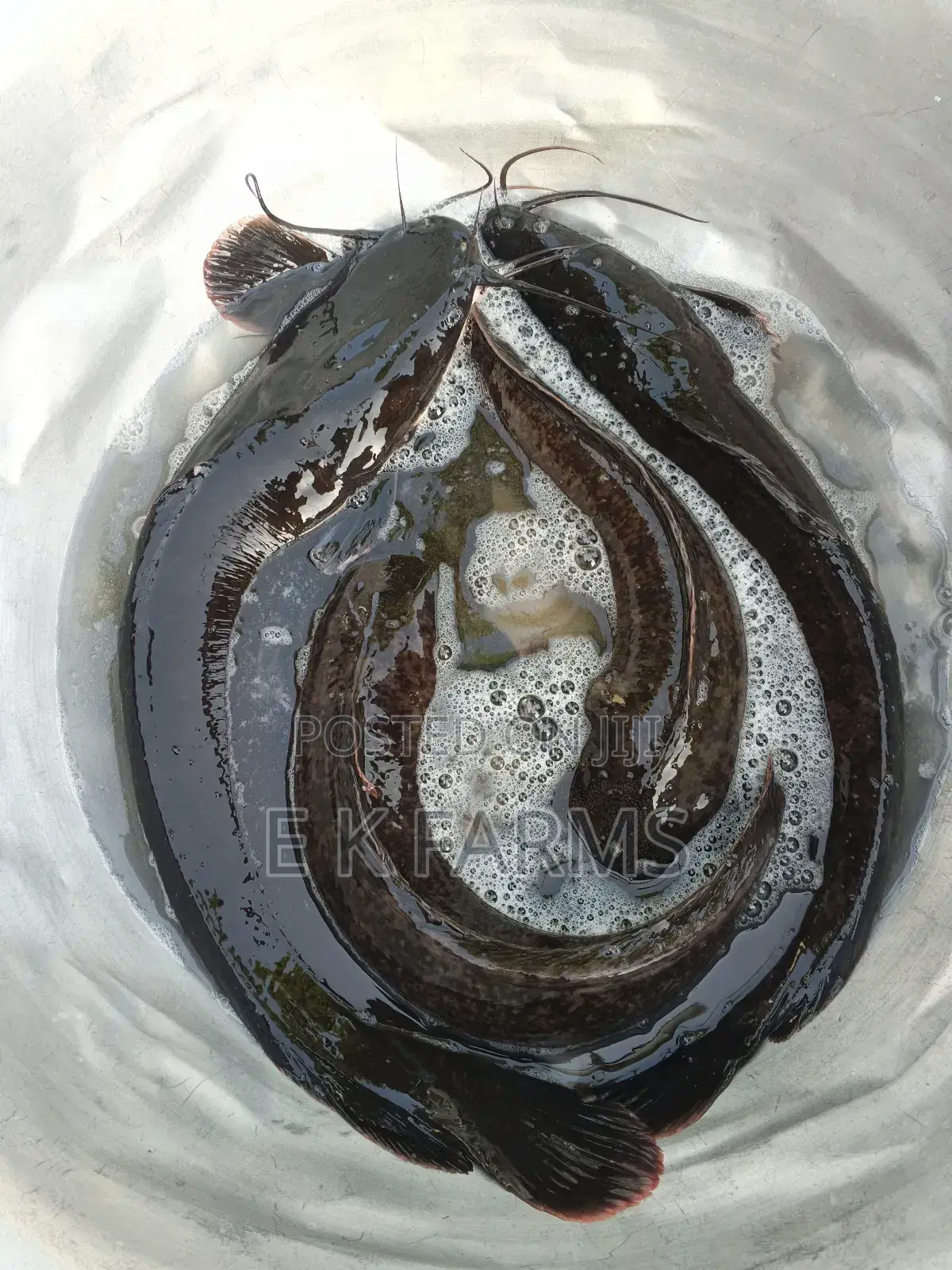 Broodstock Catfish