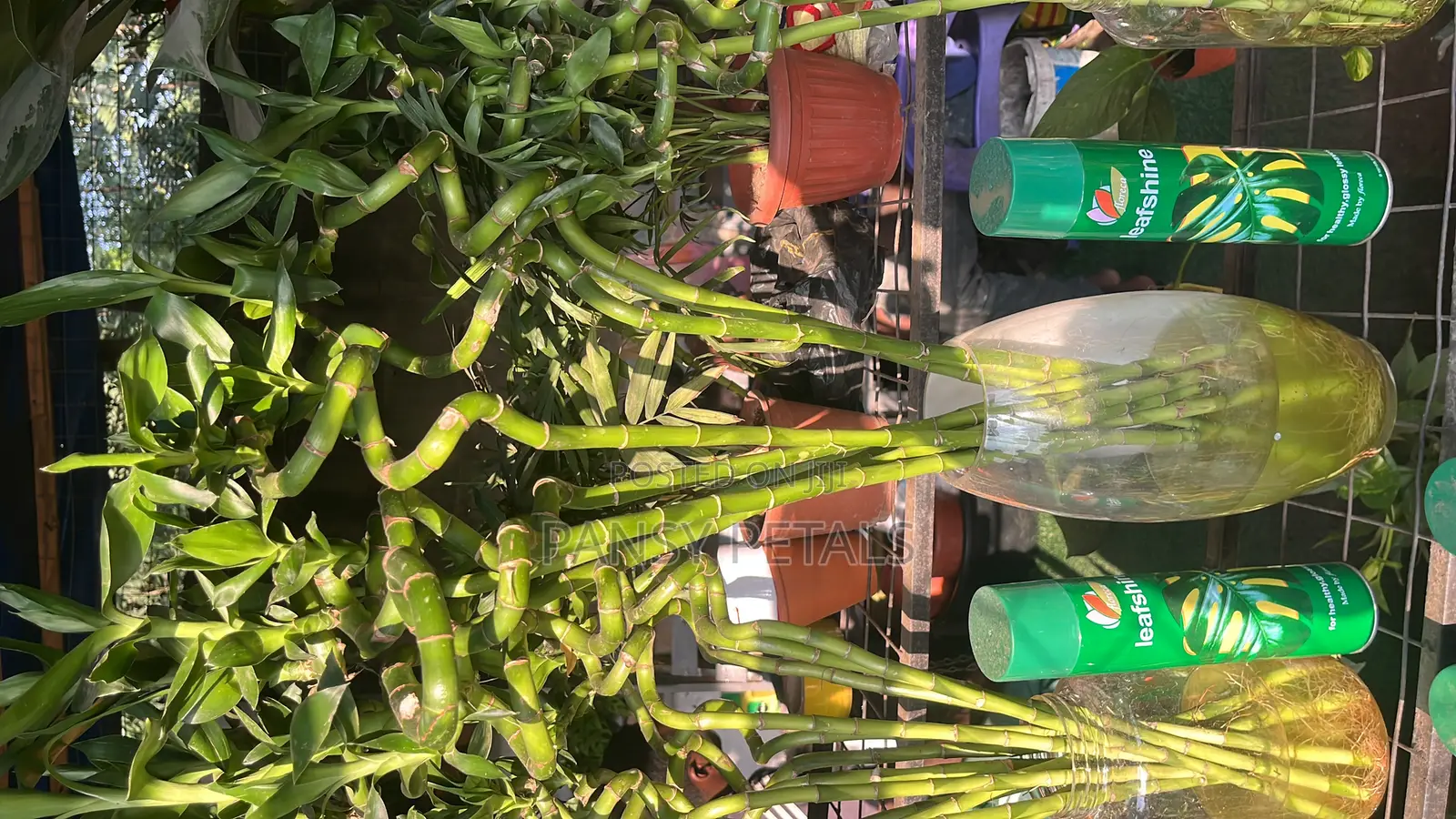 Lucky Bamboo for Sale