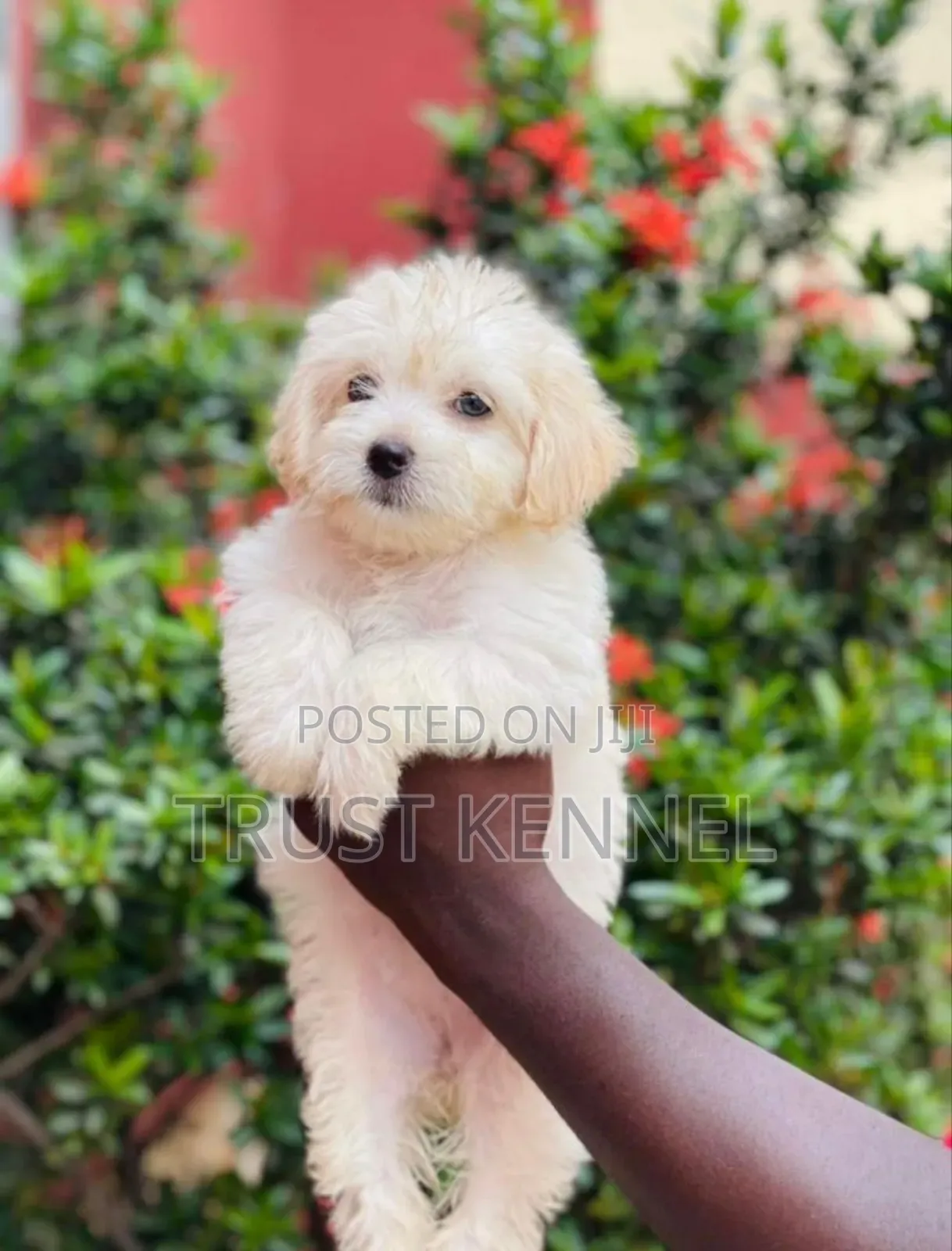 1-3 months Female Purebred Maltese