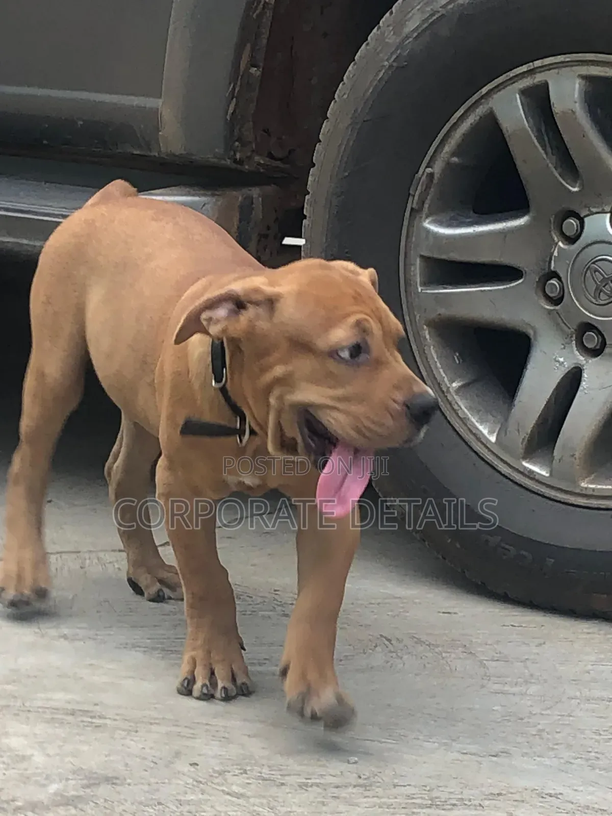 3-6 months Female Purebred Boerboel
