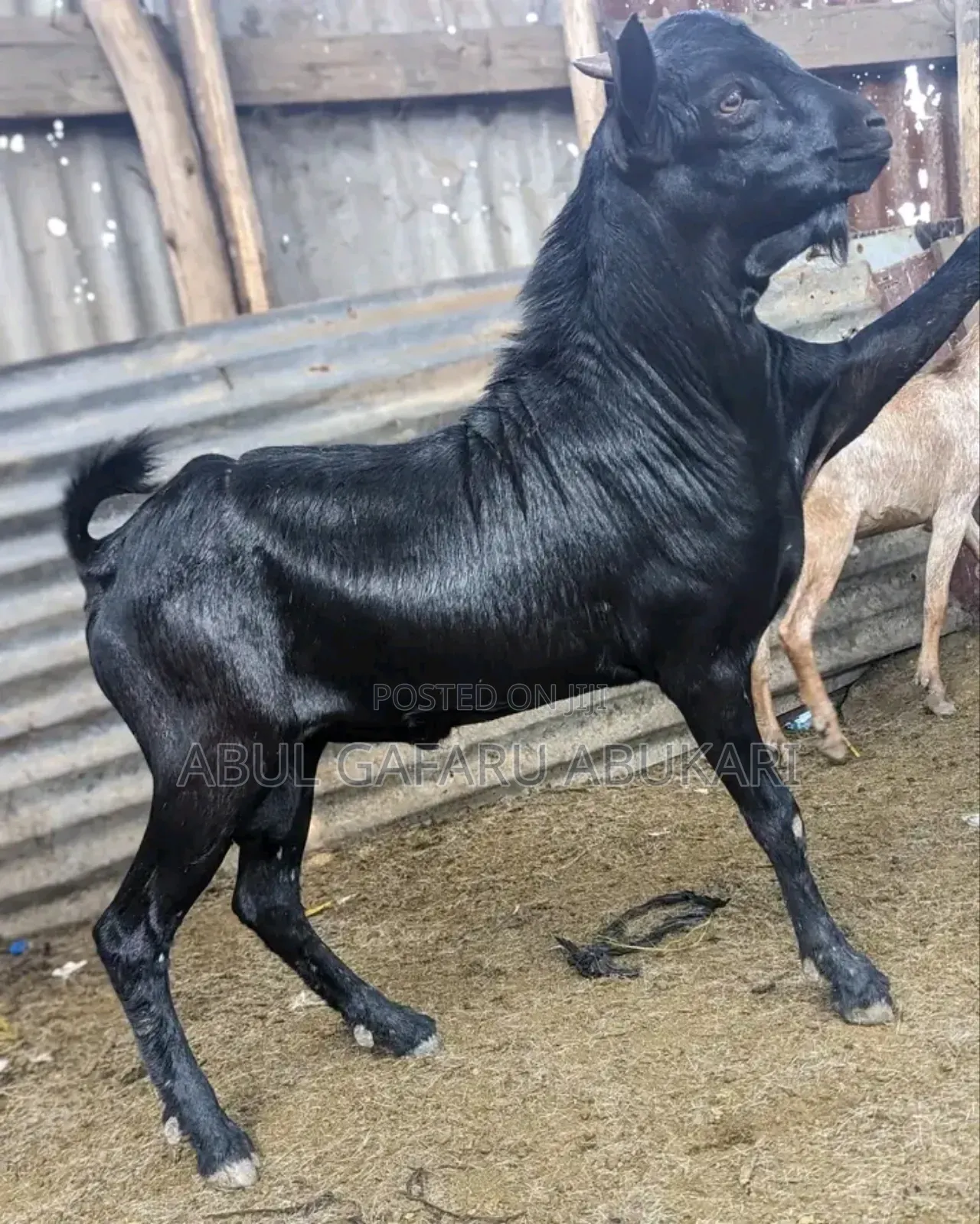 Big Male Goat