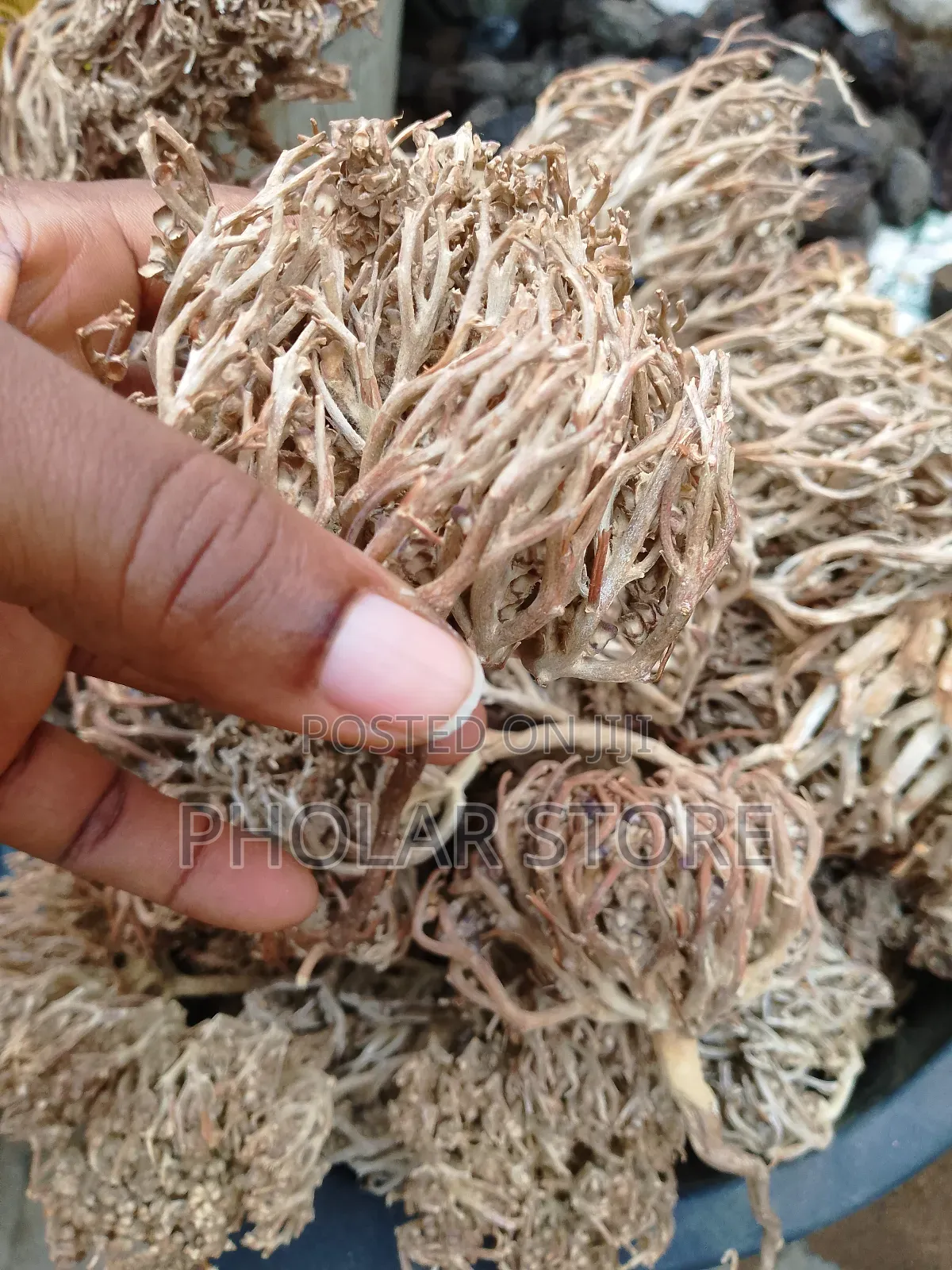 Rose Of Jericho Plant