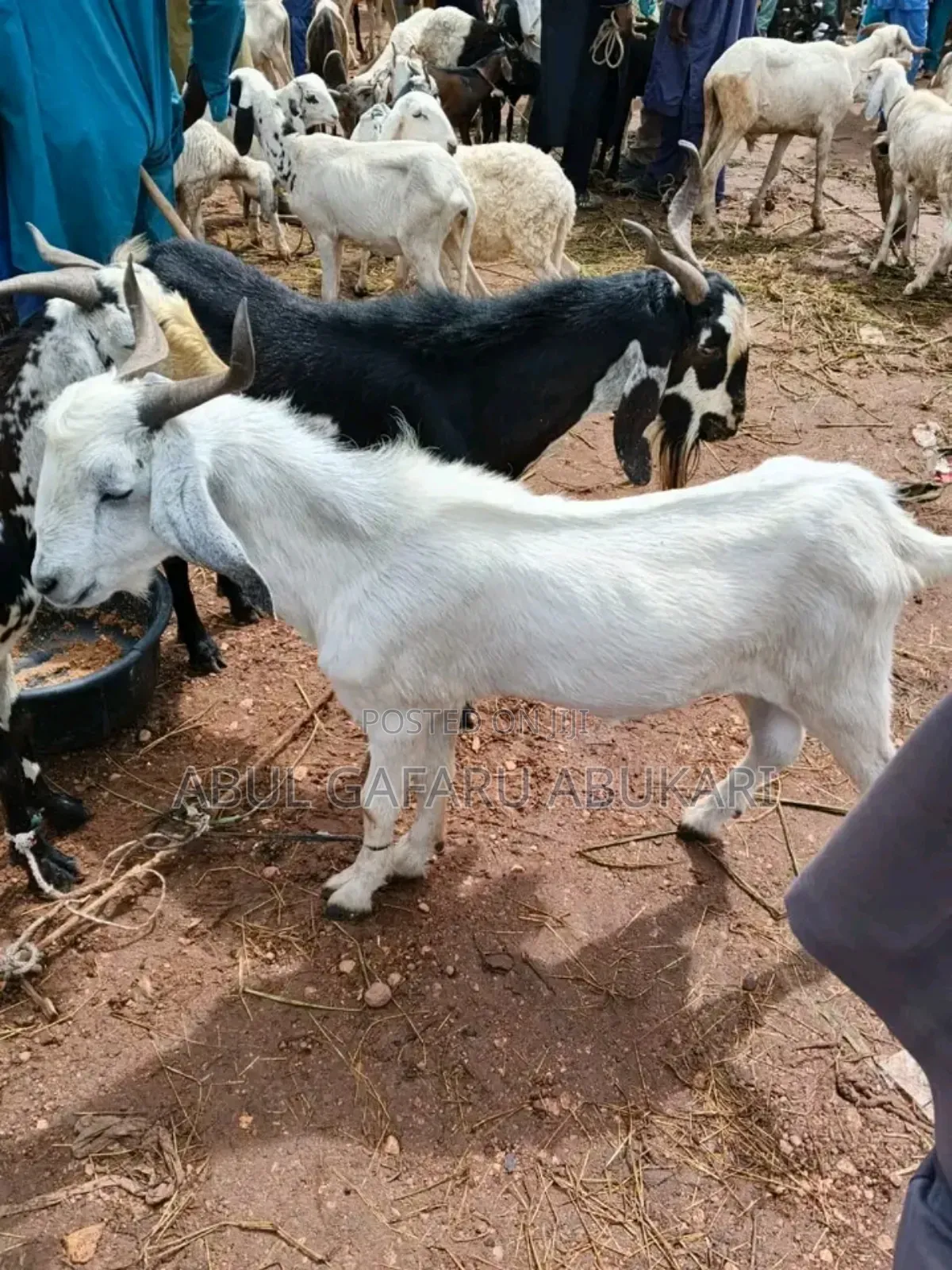 Long Leggate White and Brown Goat