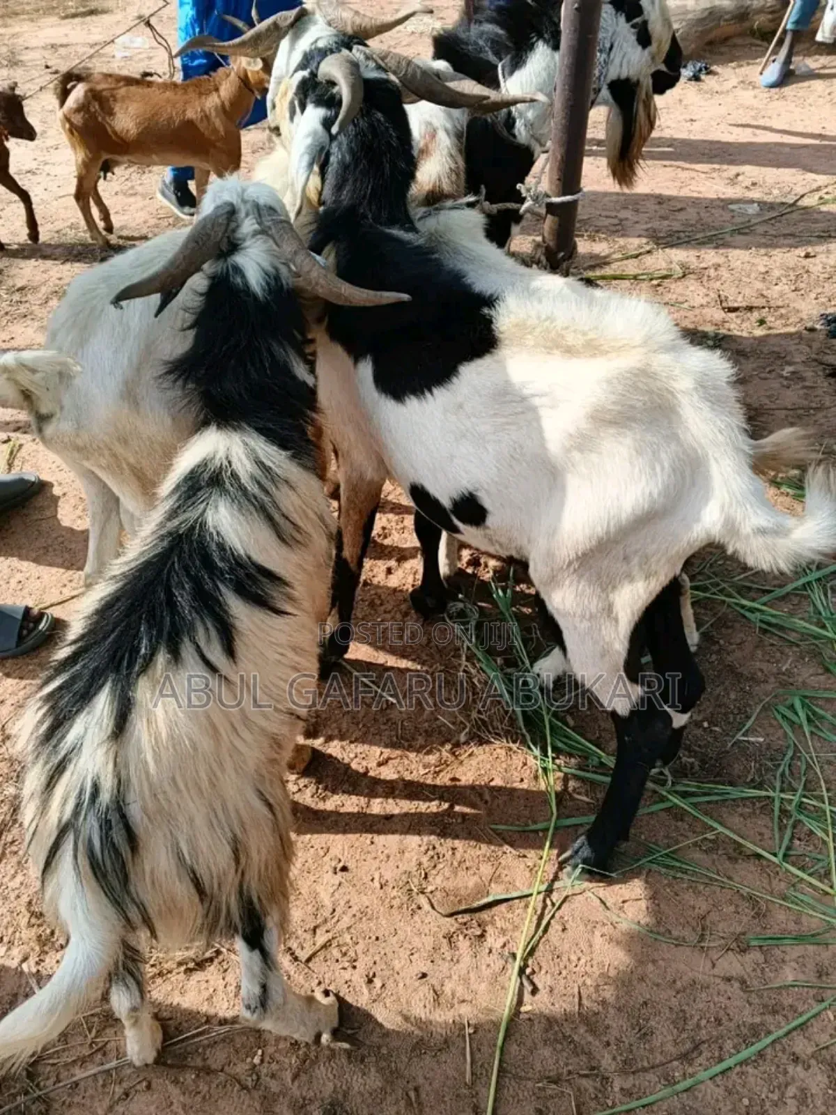 Long Leggate White and Brown Goat