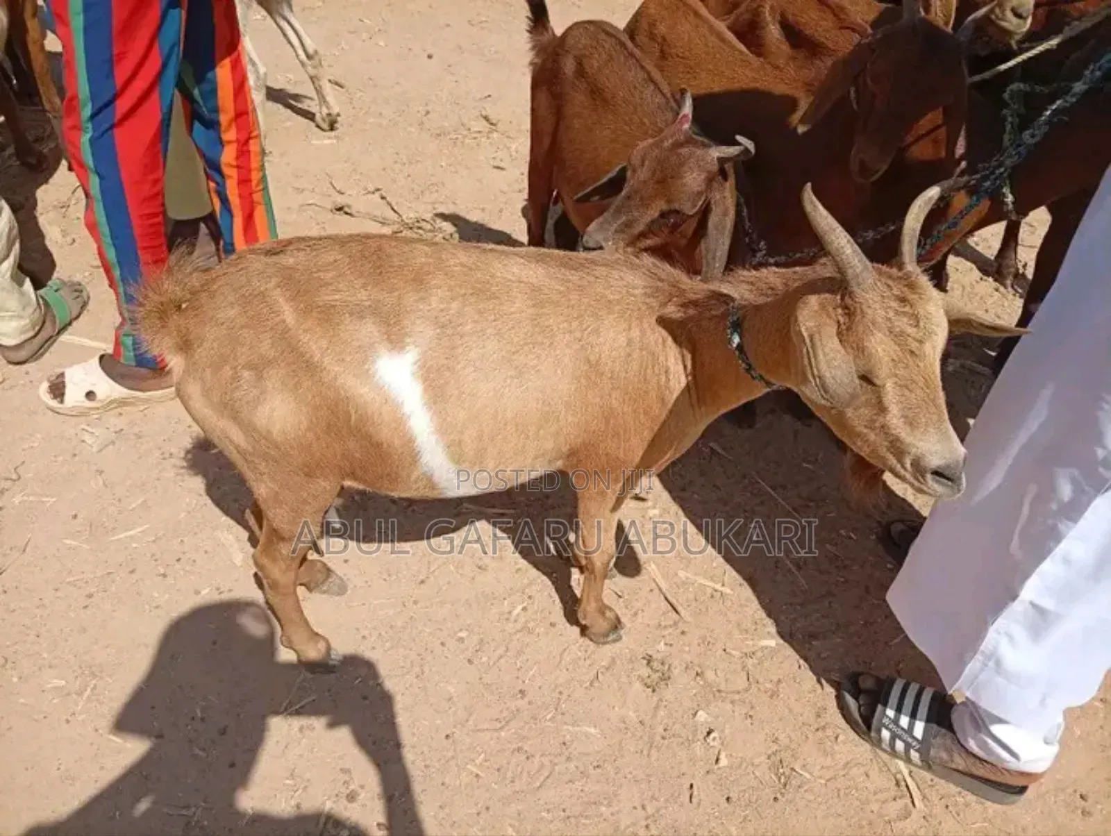 Karahari Pregnant Goat