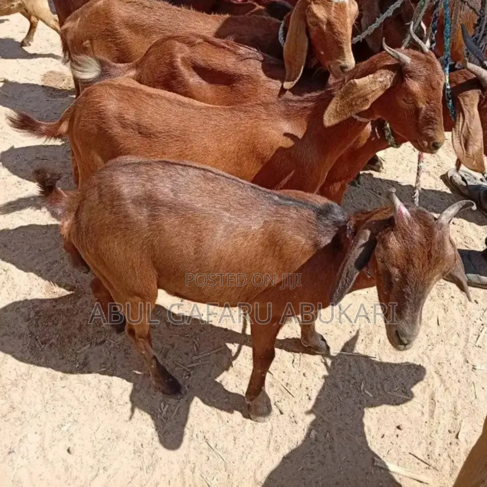 Karahari Pregnant Goat