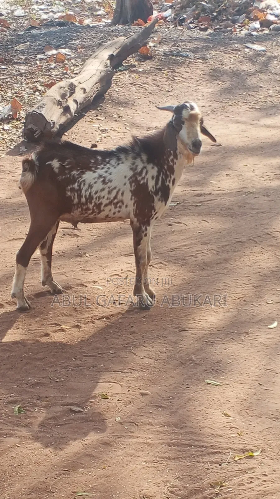 Balami Male Goat