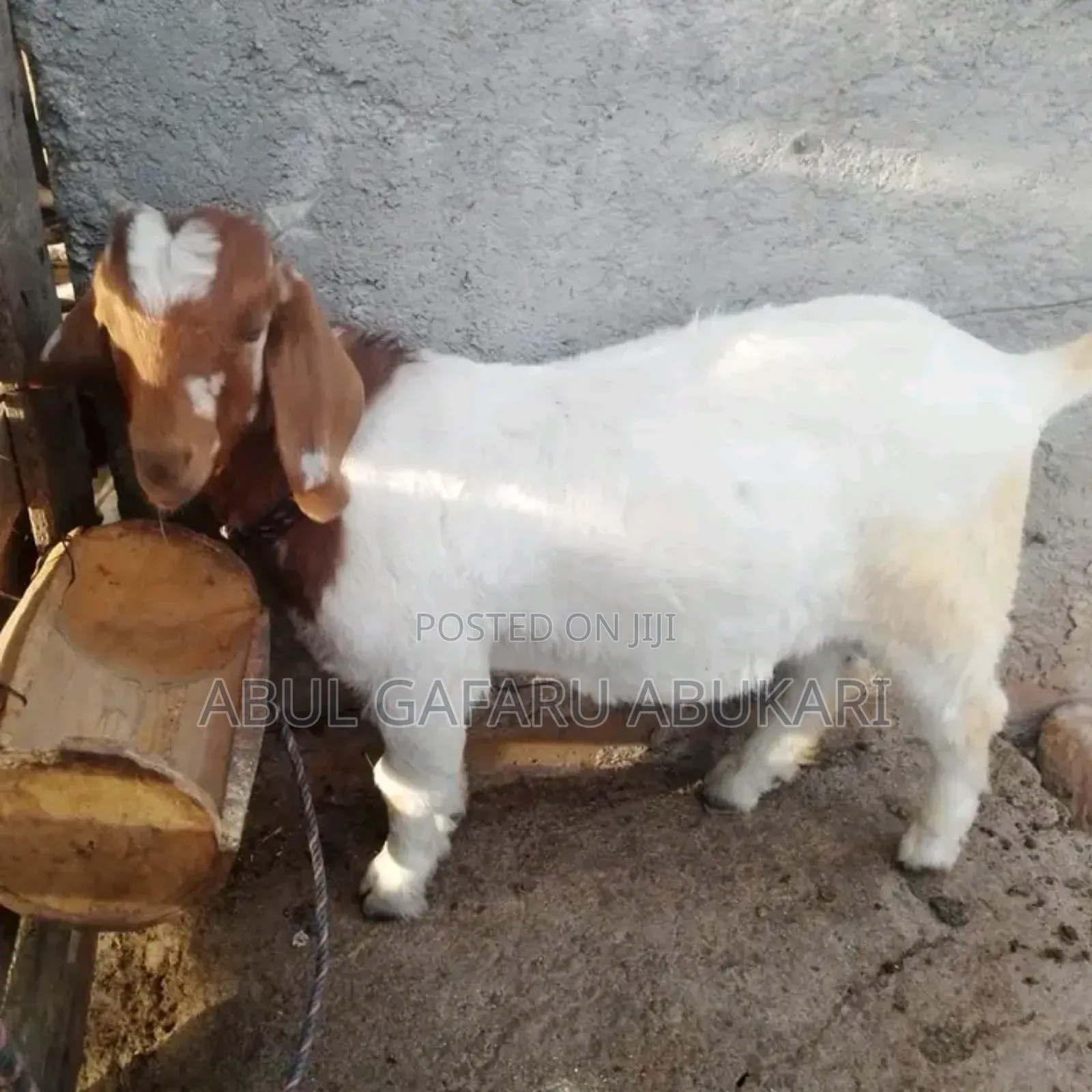 Pregnant Boer Goat