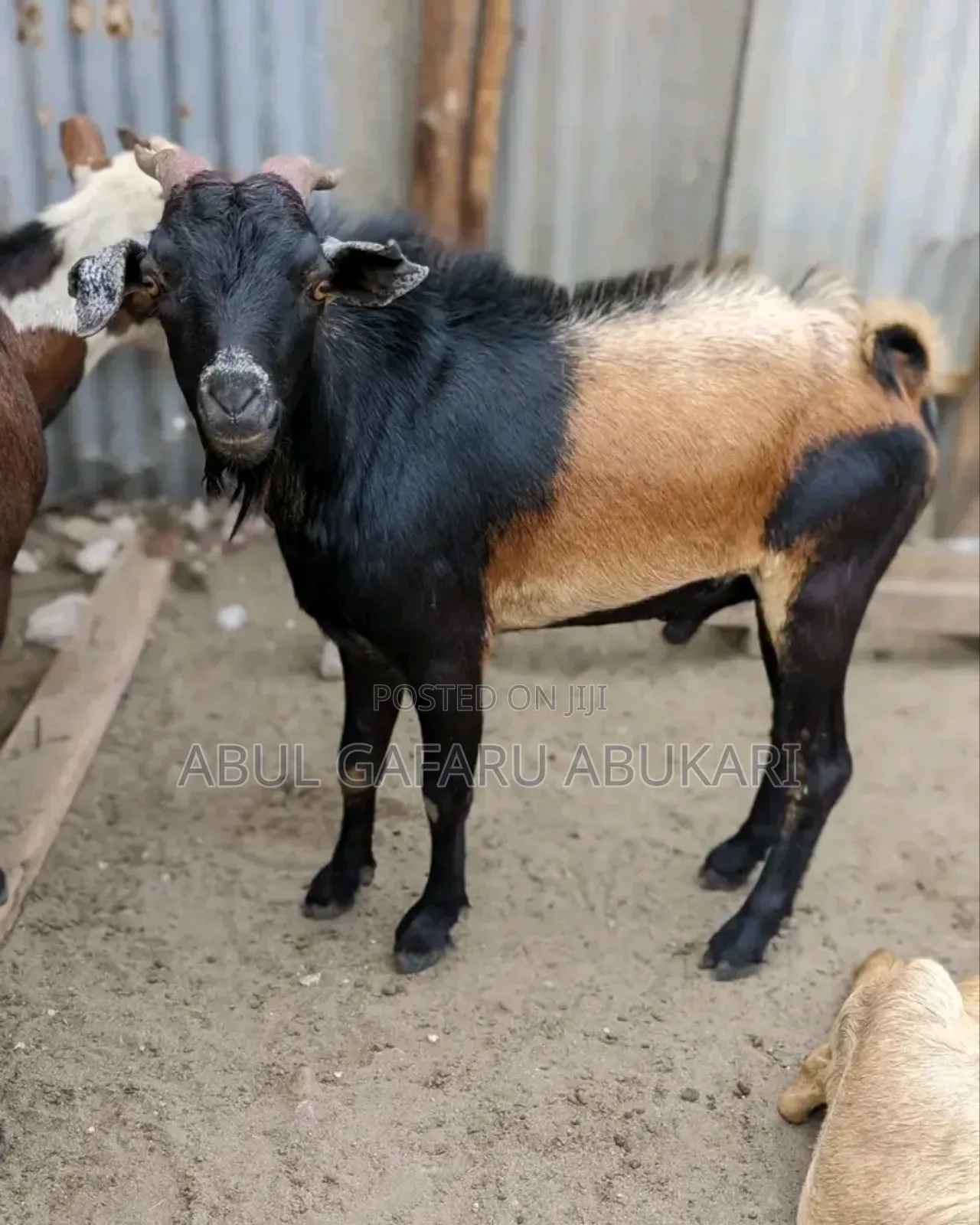 Christmas Local Goat