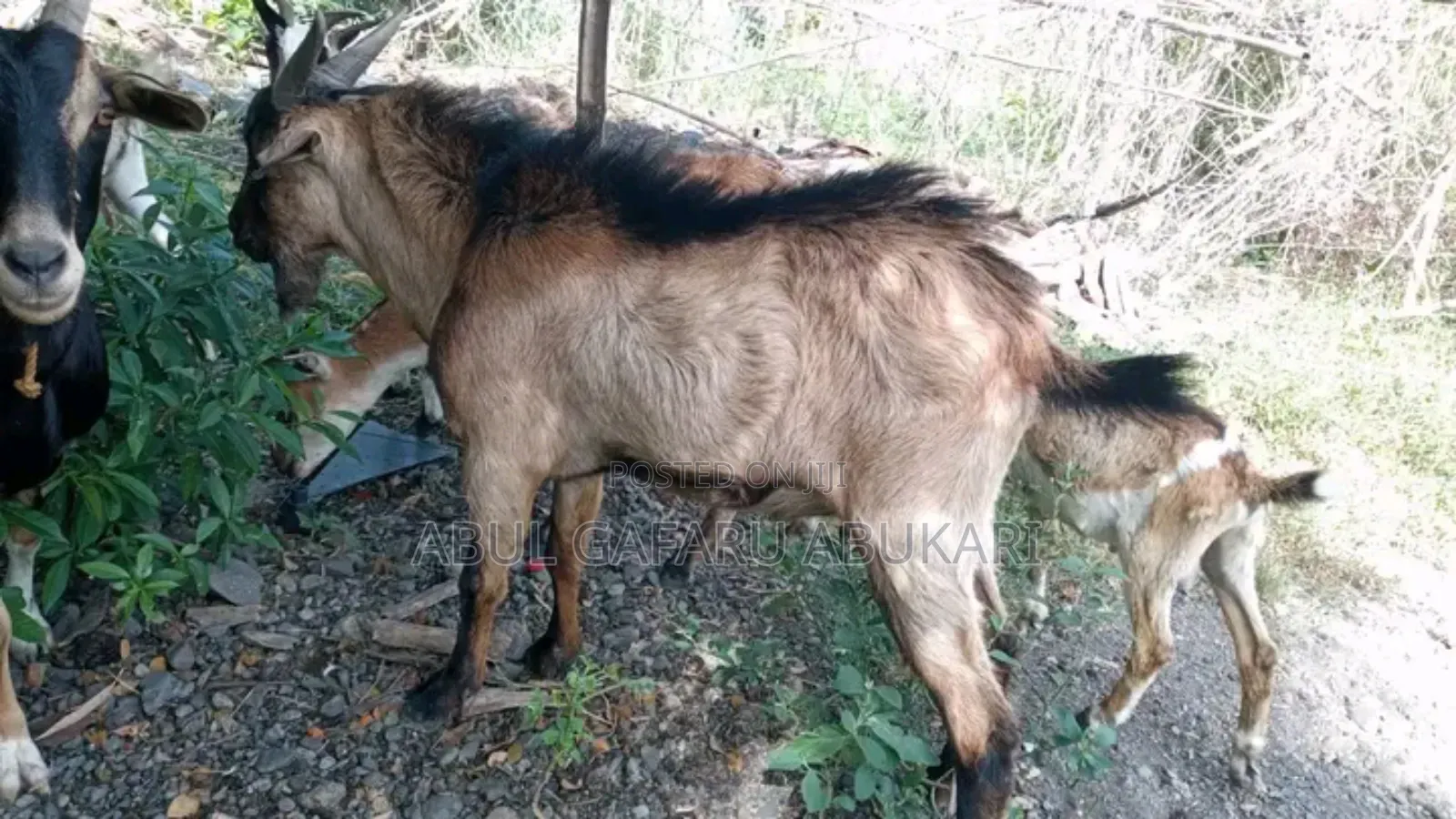 Christmas Local Goat