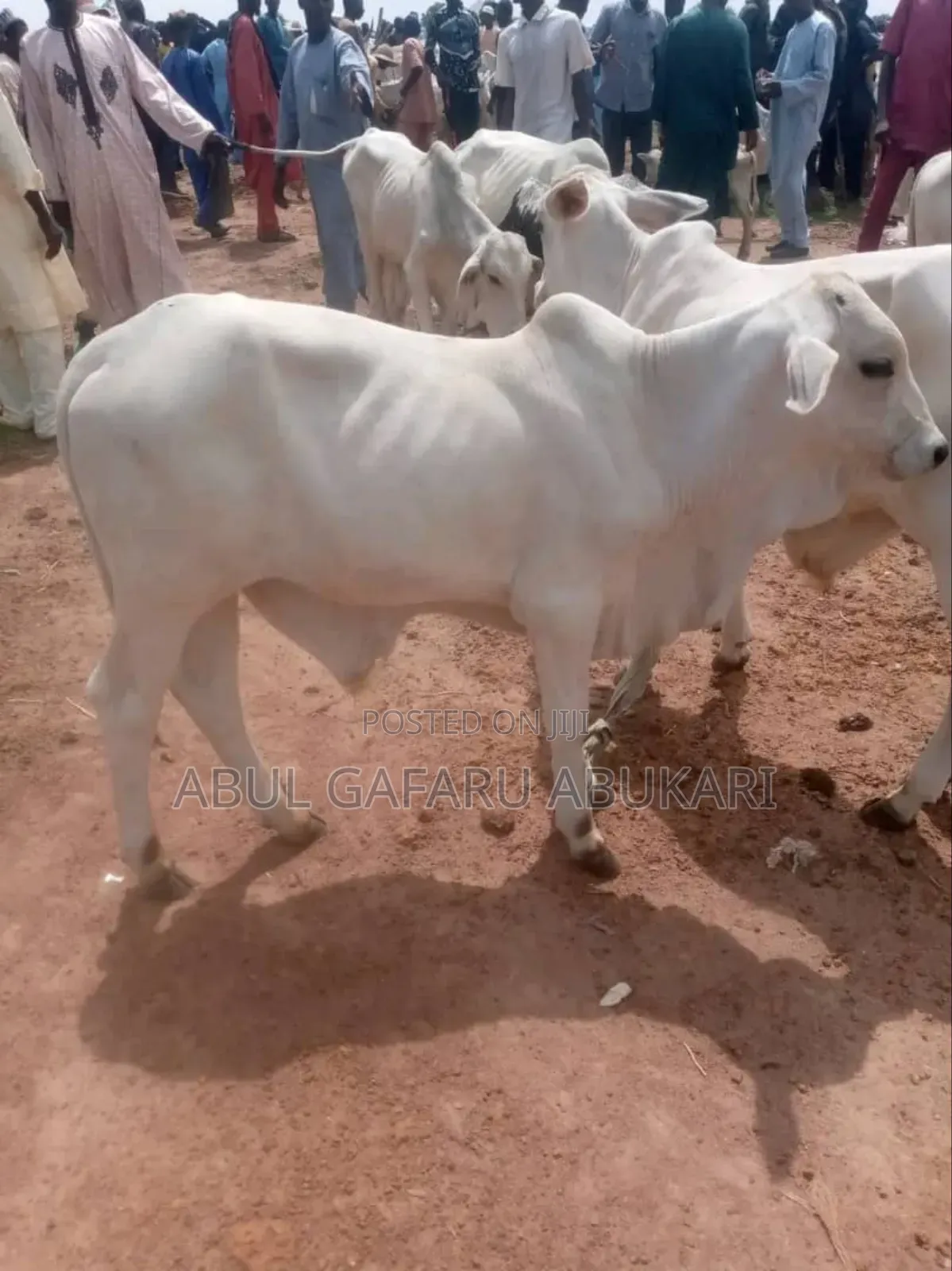 Very Strong and Healthy Nice Gudali