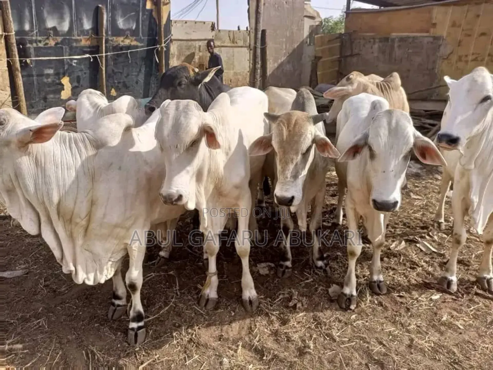 Very Strong and Healthy Nice Gudali