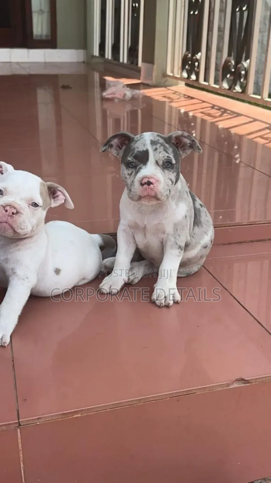 1-3 months Male Purebred American Pit Bull Terrier