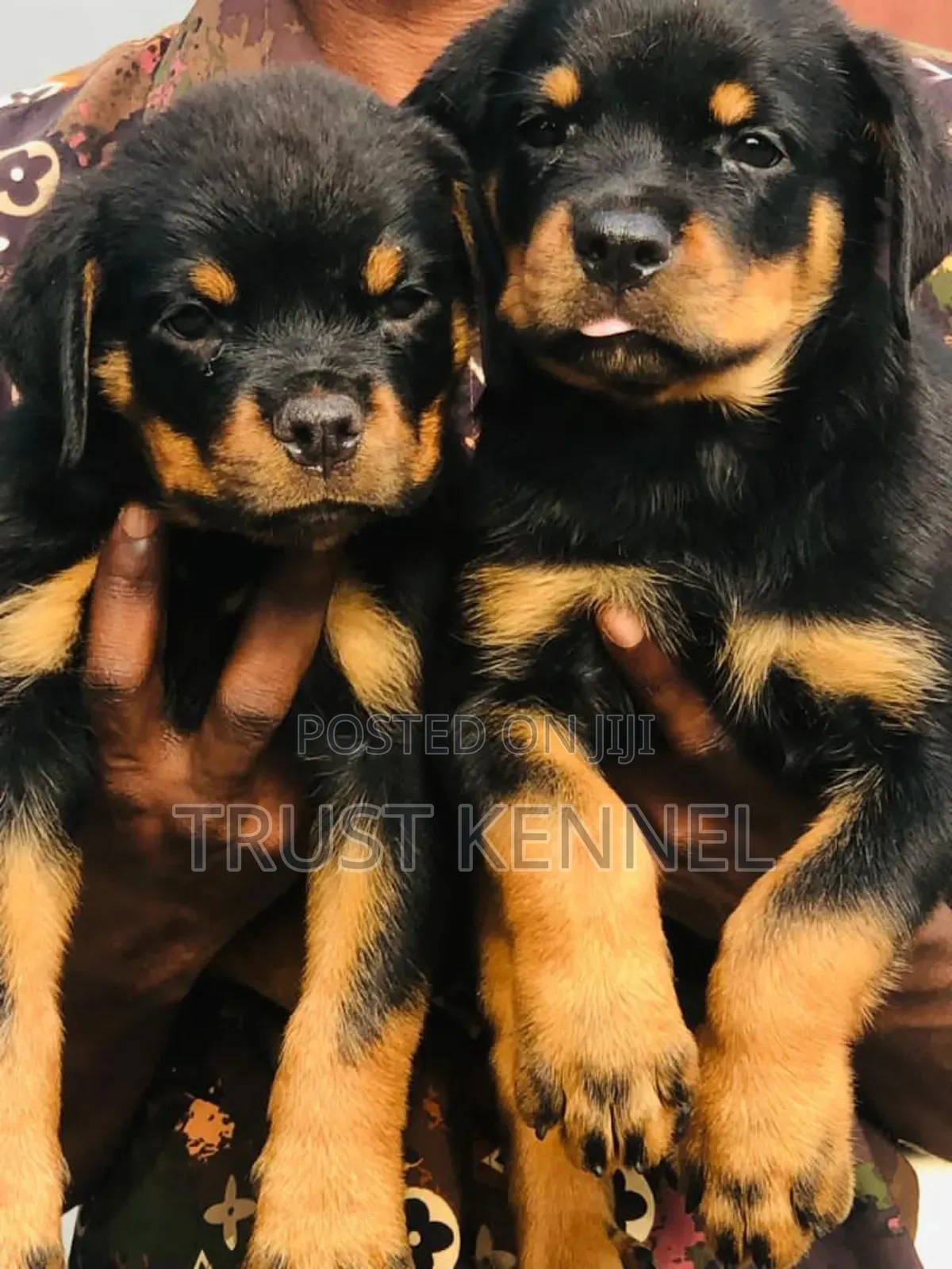 1-3 months Female Purebred Rottweiler