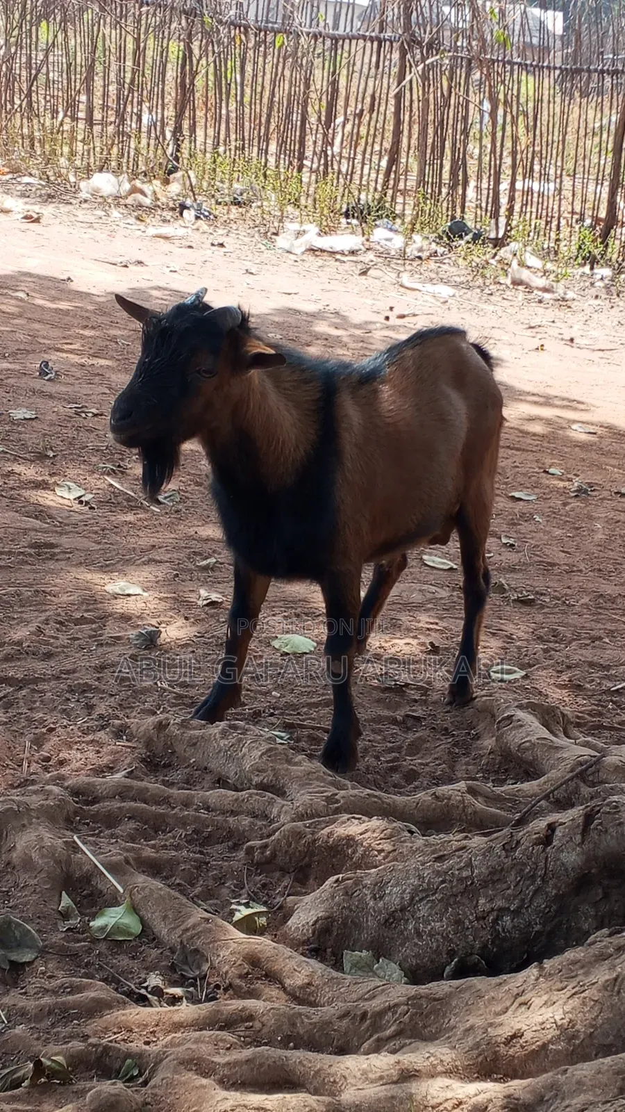 Strong Brown Male Goat