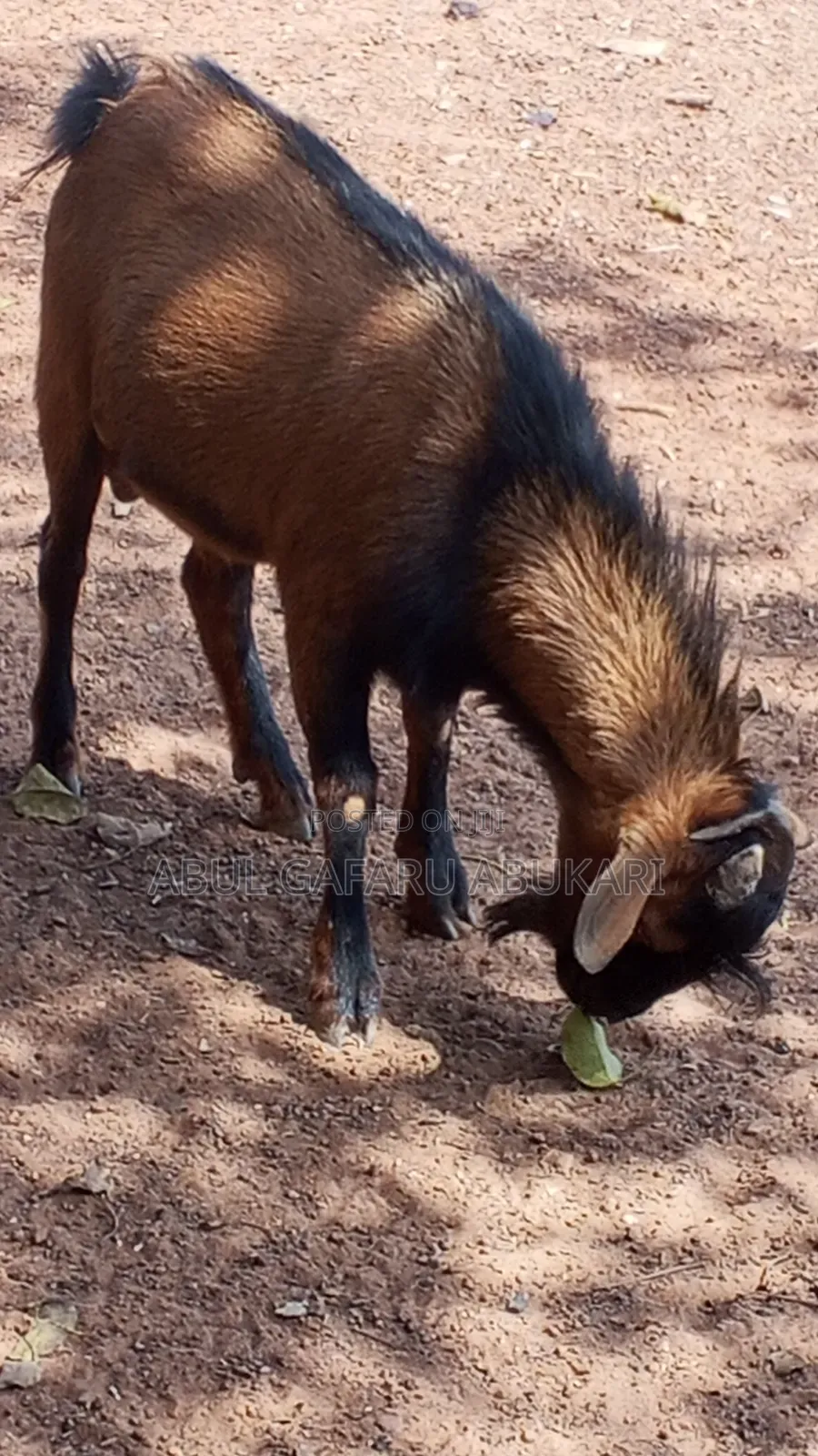 Strong Brown Male Goat