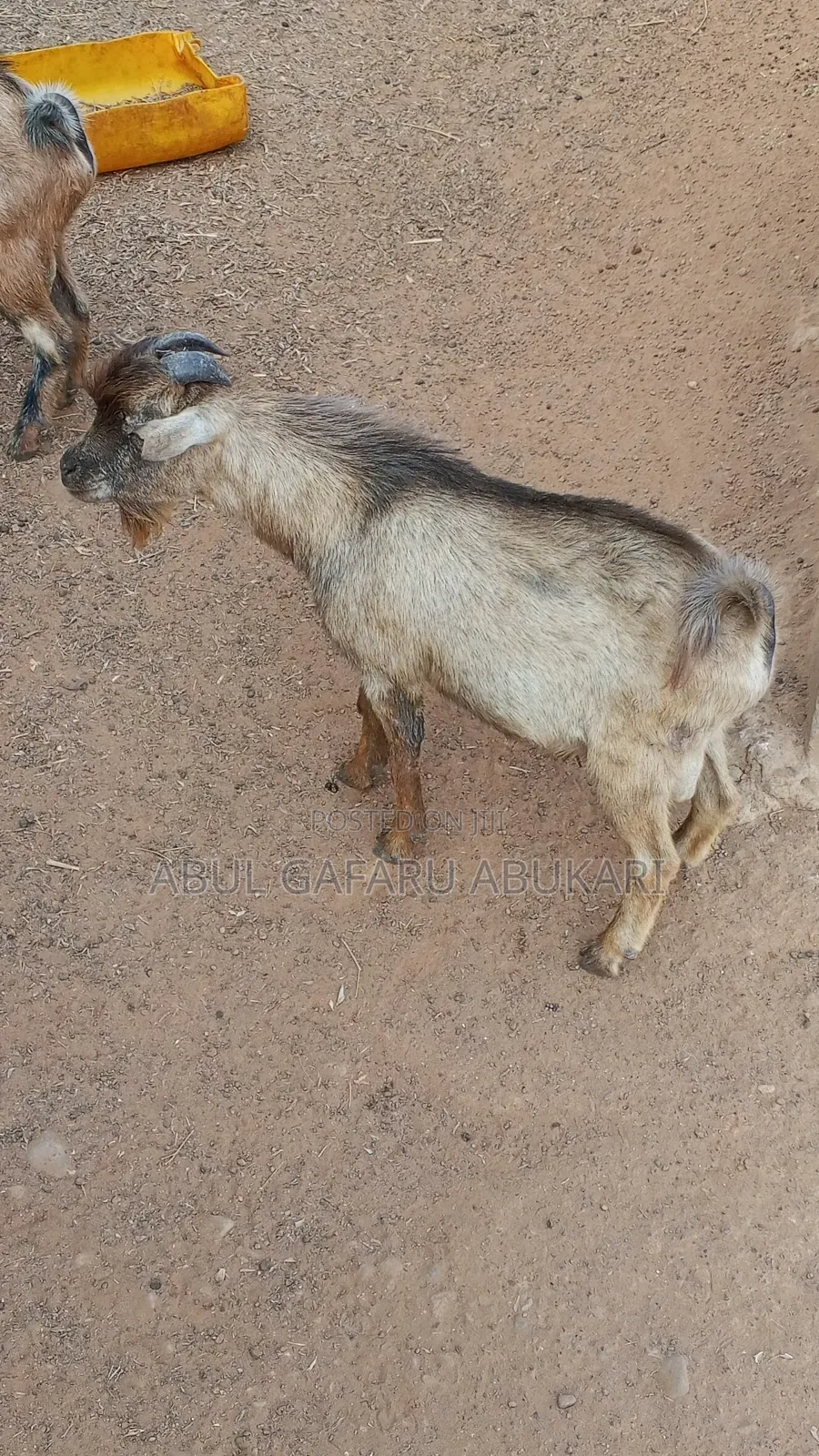 Male Goat for Sale