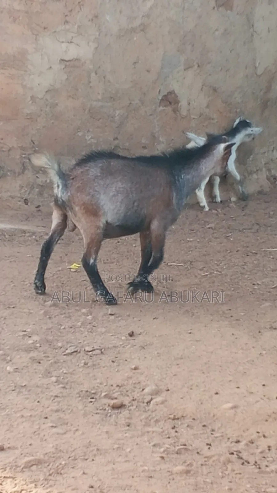 Nice Male Goat