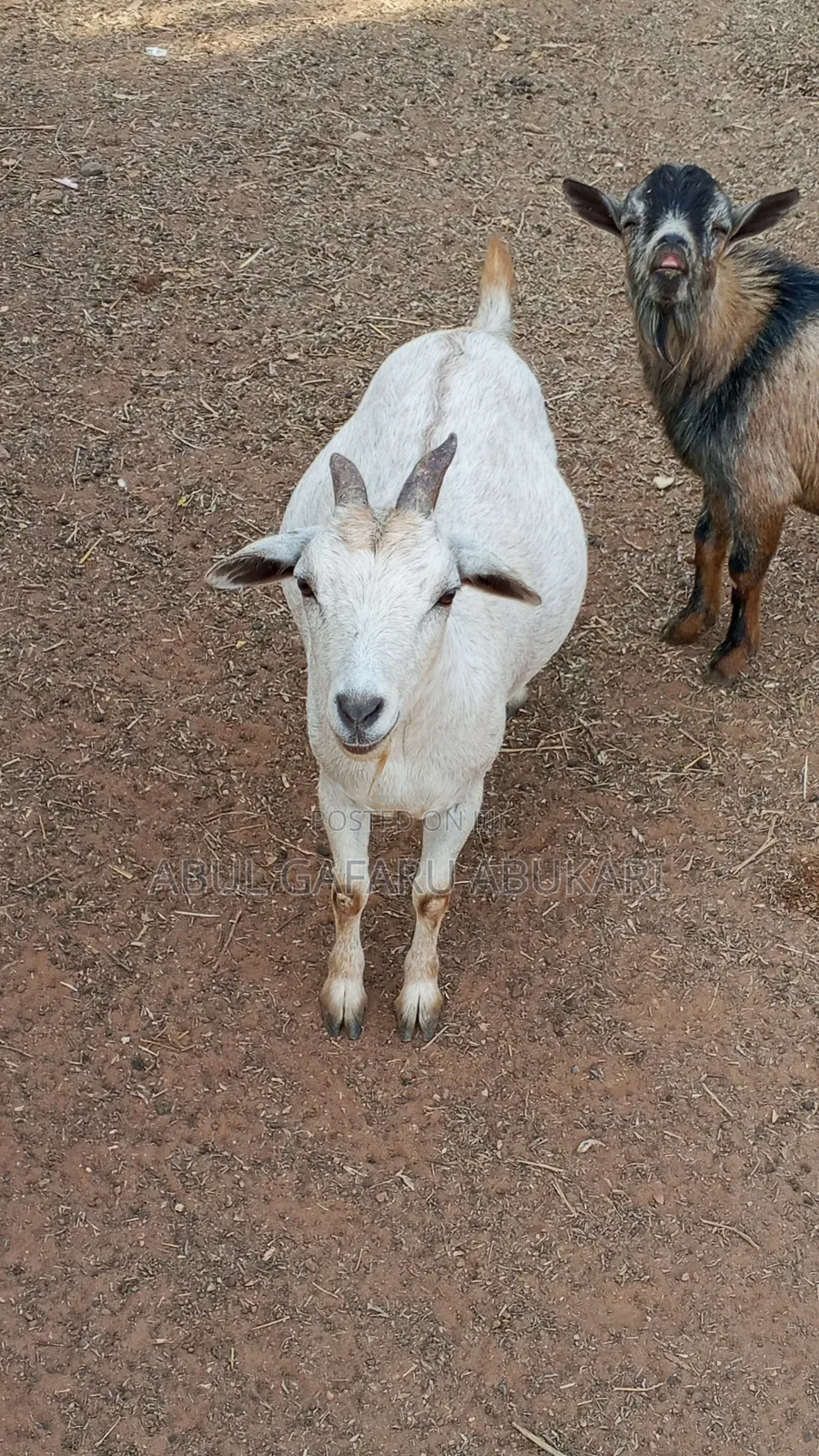 Pregnant White Goat