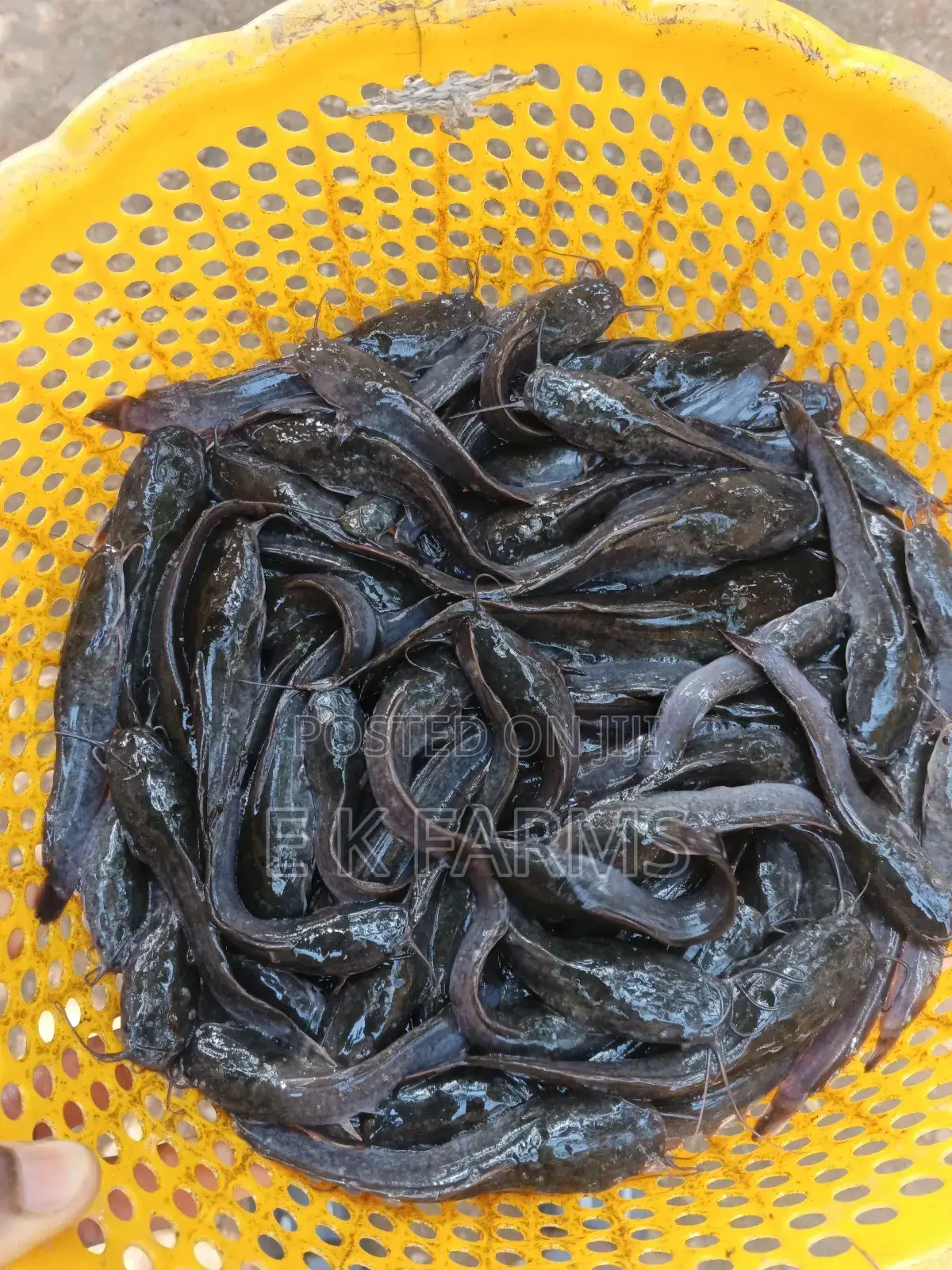 Fast Growing Catfish Jumbo Size