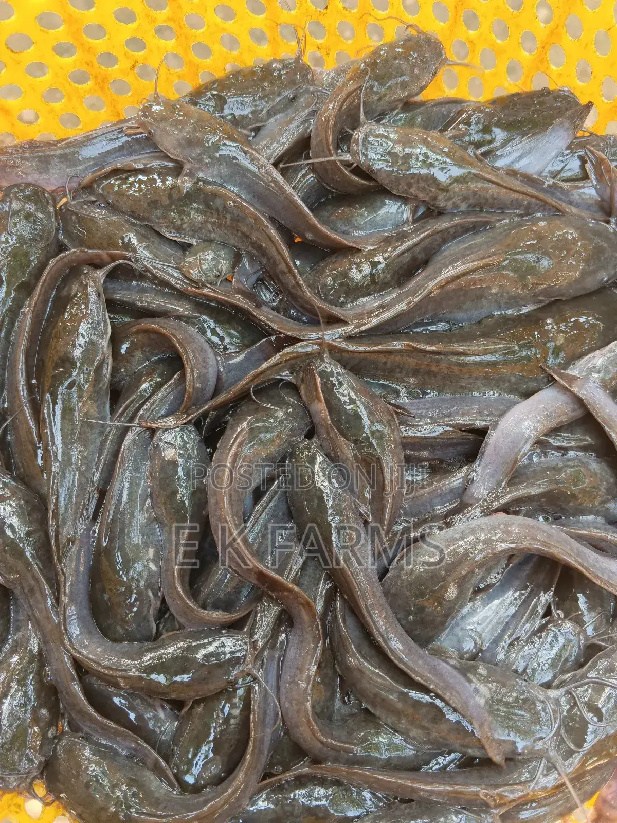 Fast Growing Catfish Jumbo Size