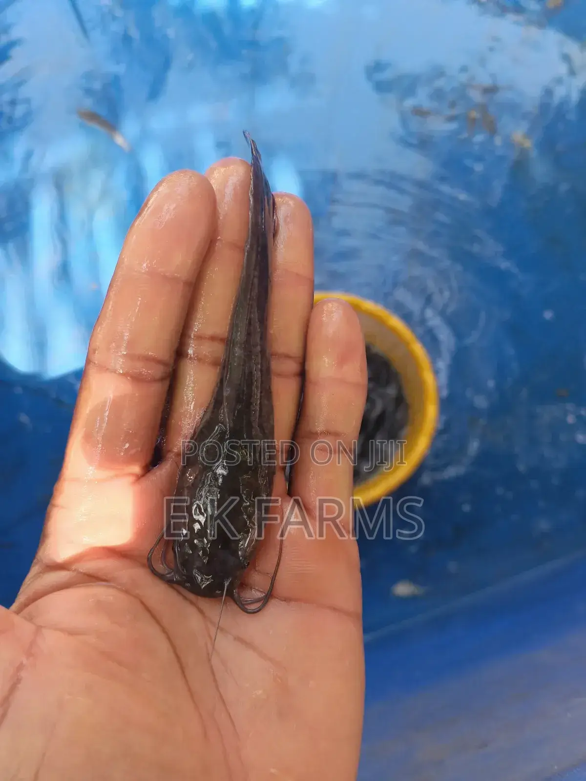 Fast Growing Catfish Jumbo Size