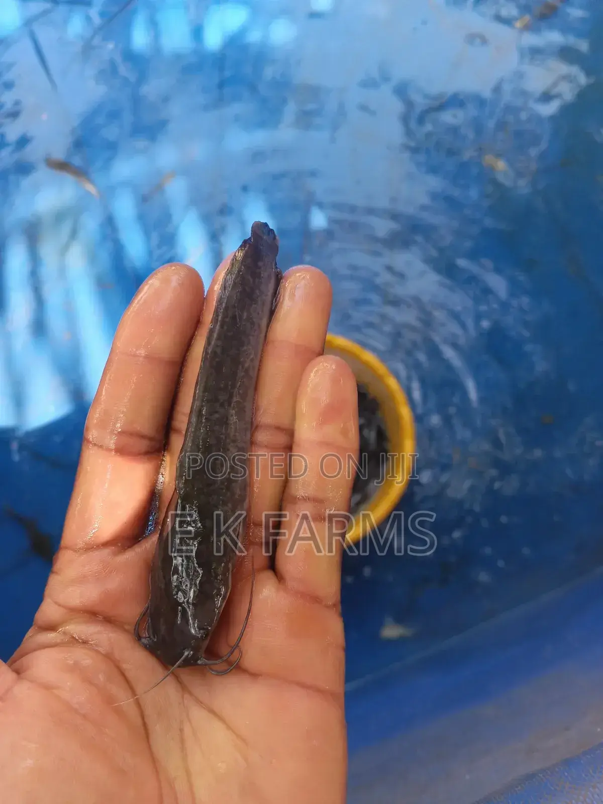 Fast Growing Catfish Jumbo Size