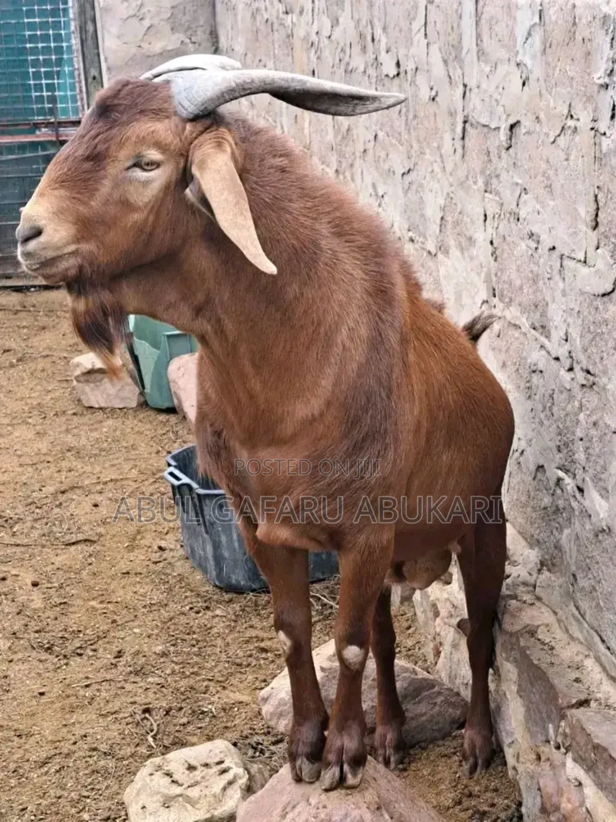 Brew Big Male Karahari