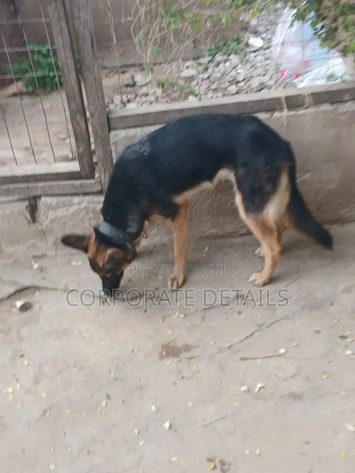 6-12 months Female Purebred German Shepherd